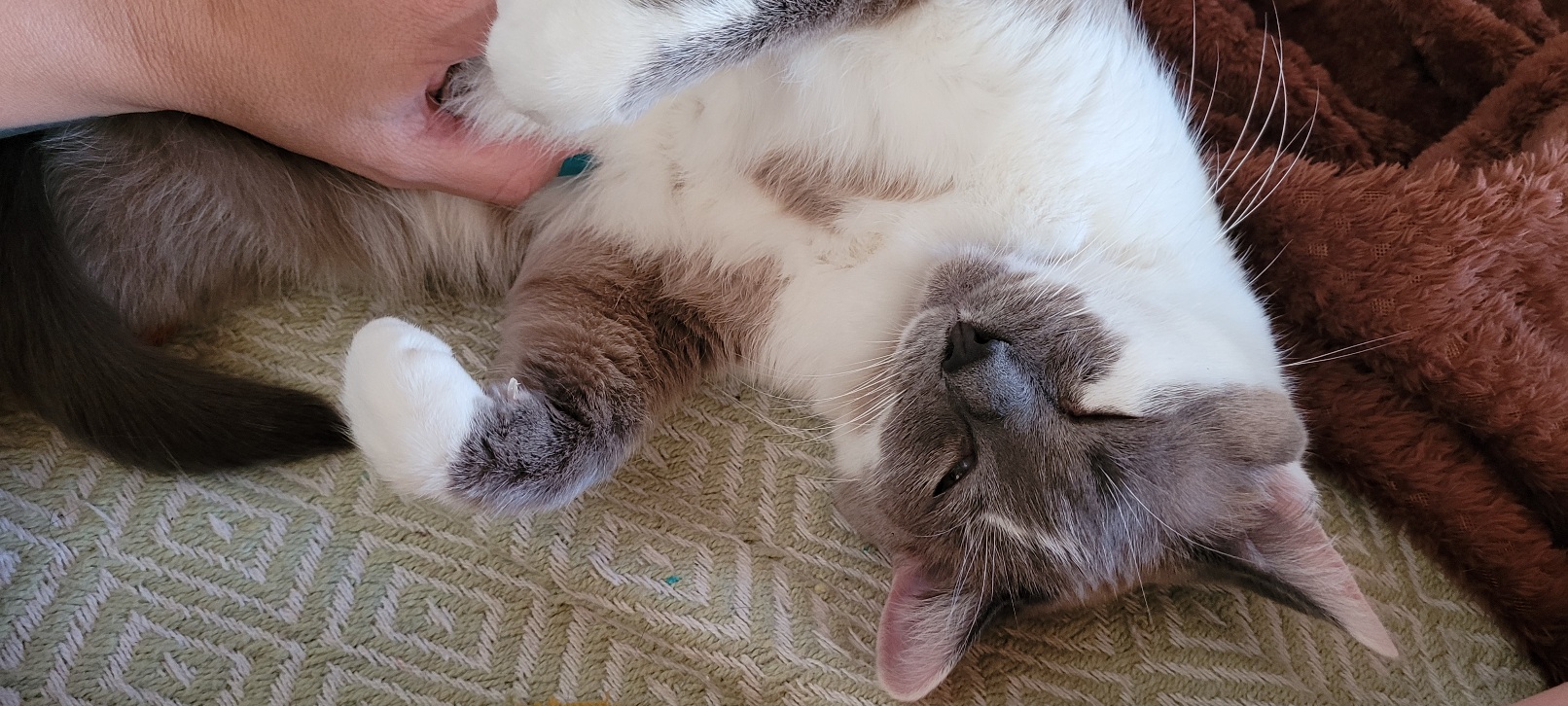 a grey and white cat laying on her back with her eyes closed