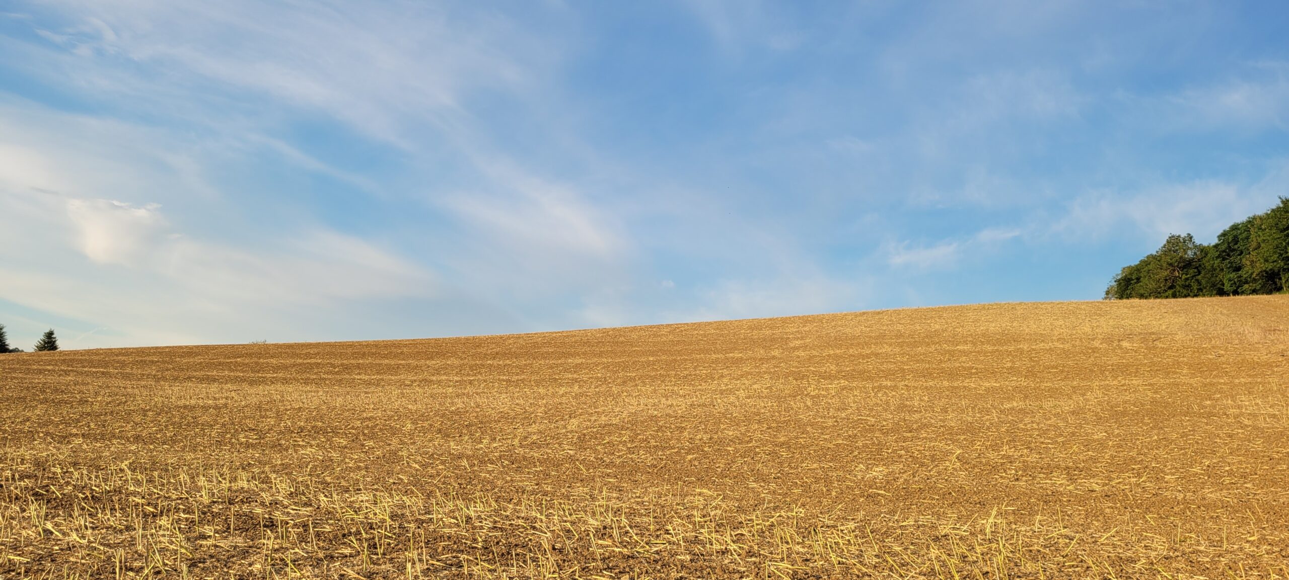 a plowed wheat field under blue sky with thin white clouds