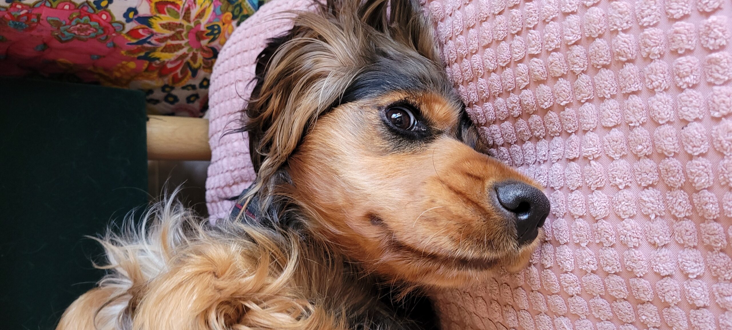 close up of a cocker spaniel face