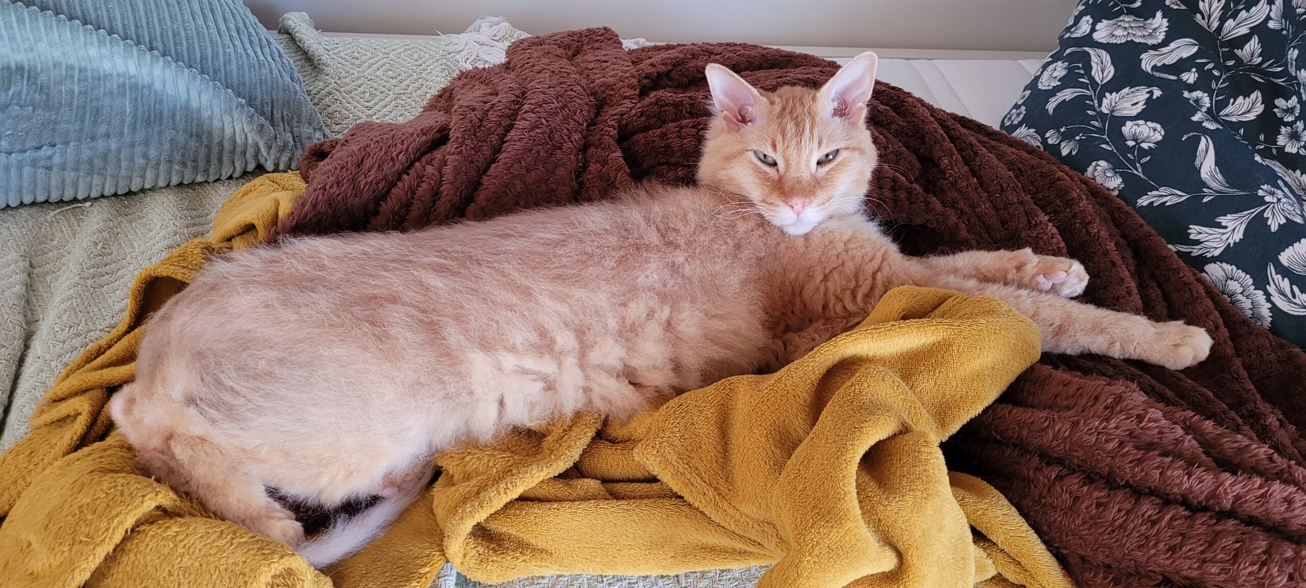 a half hairless orange cat looking long lounging on blankets