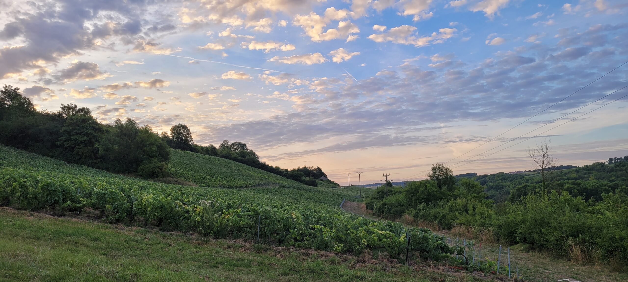 sunrise behind a vineyard on a hill