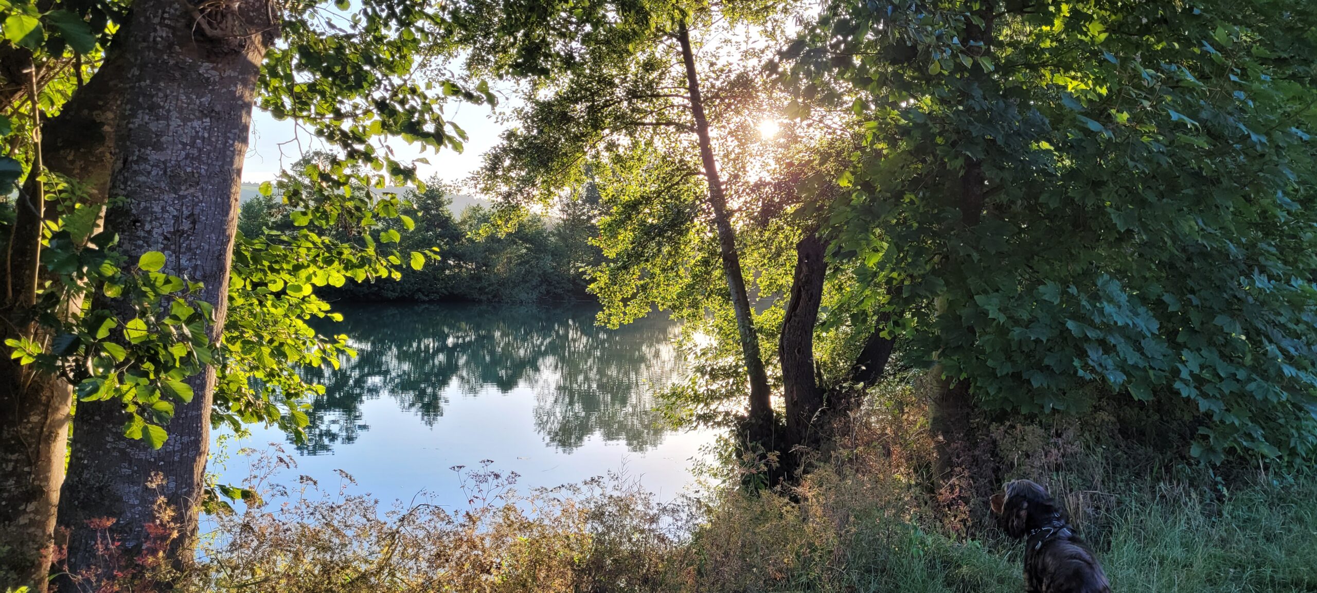 morning light on a river lined with trees