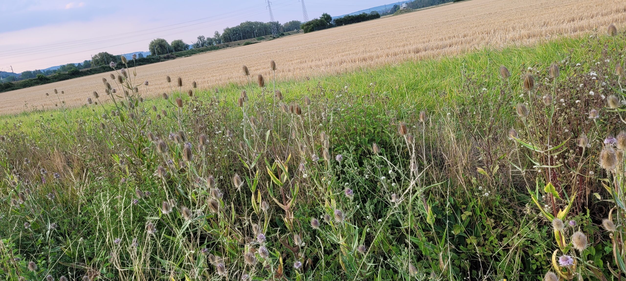 flowers and plants growing next to a farm field