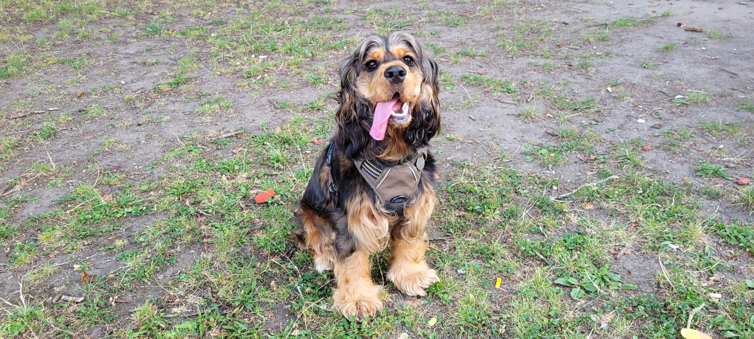 A cocker spaniel with her tongue hanging out