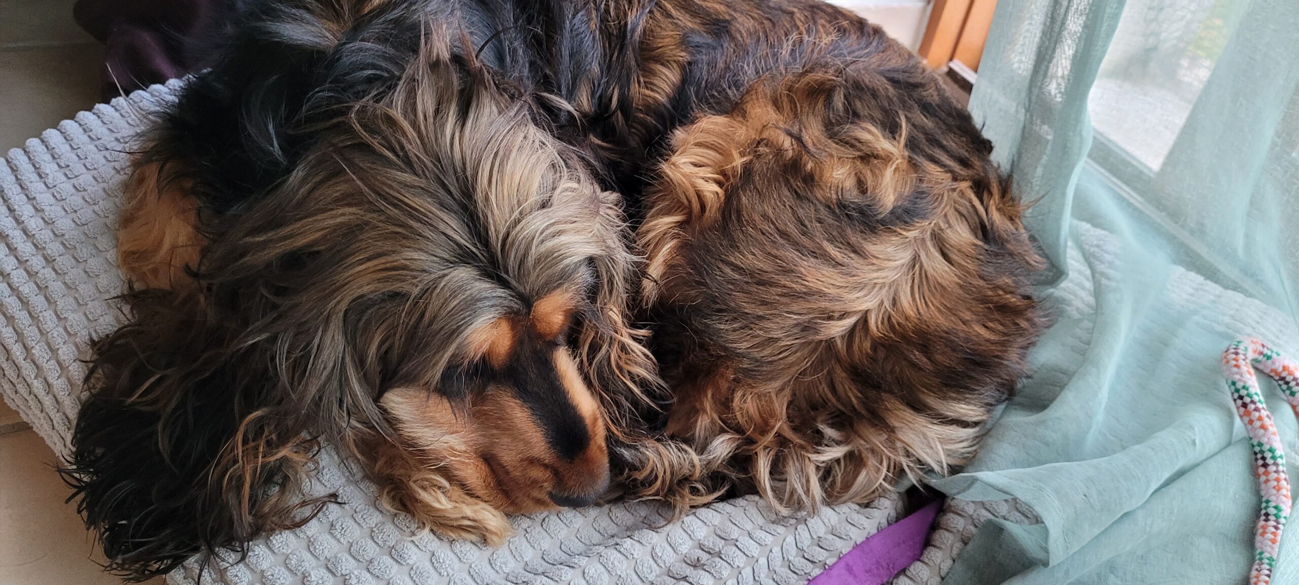 a cocker spaniel curled up sleeping