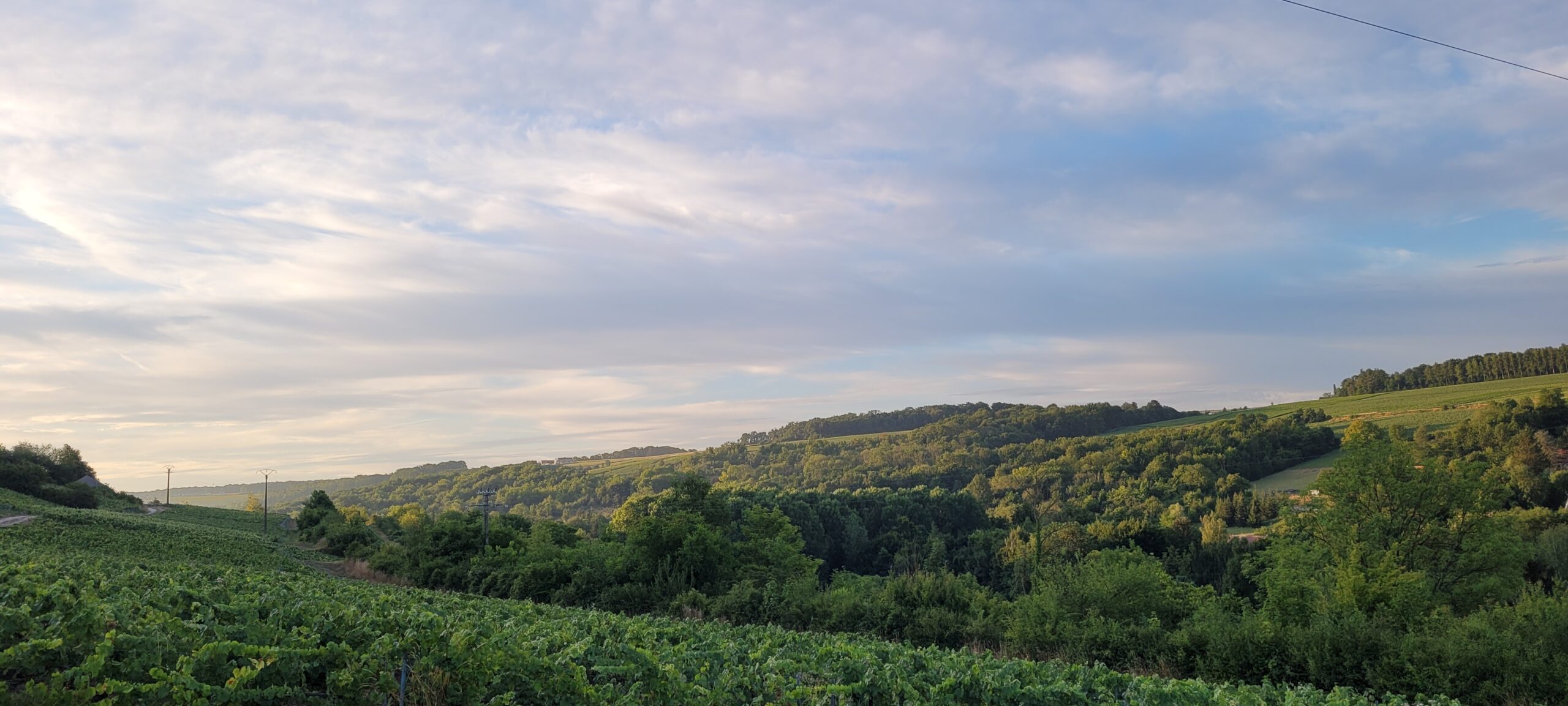 cloudy sky at sunrise over vineyards