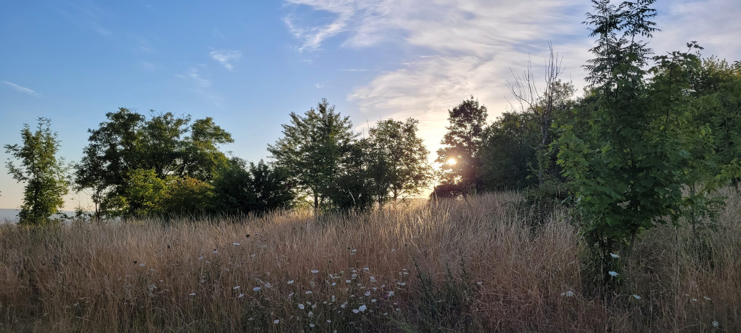 sunrise behind trees on a hill, sunbeams lighting up tall grass and wildflowers