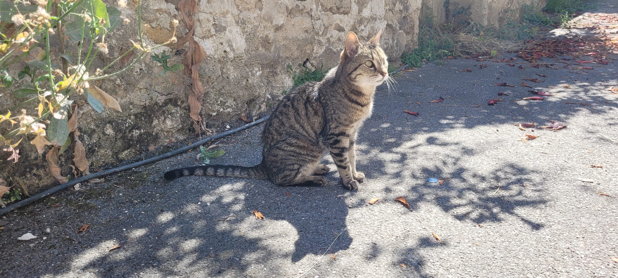 a tabby cat sitting on a street