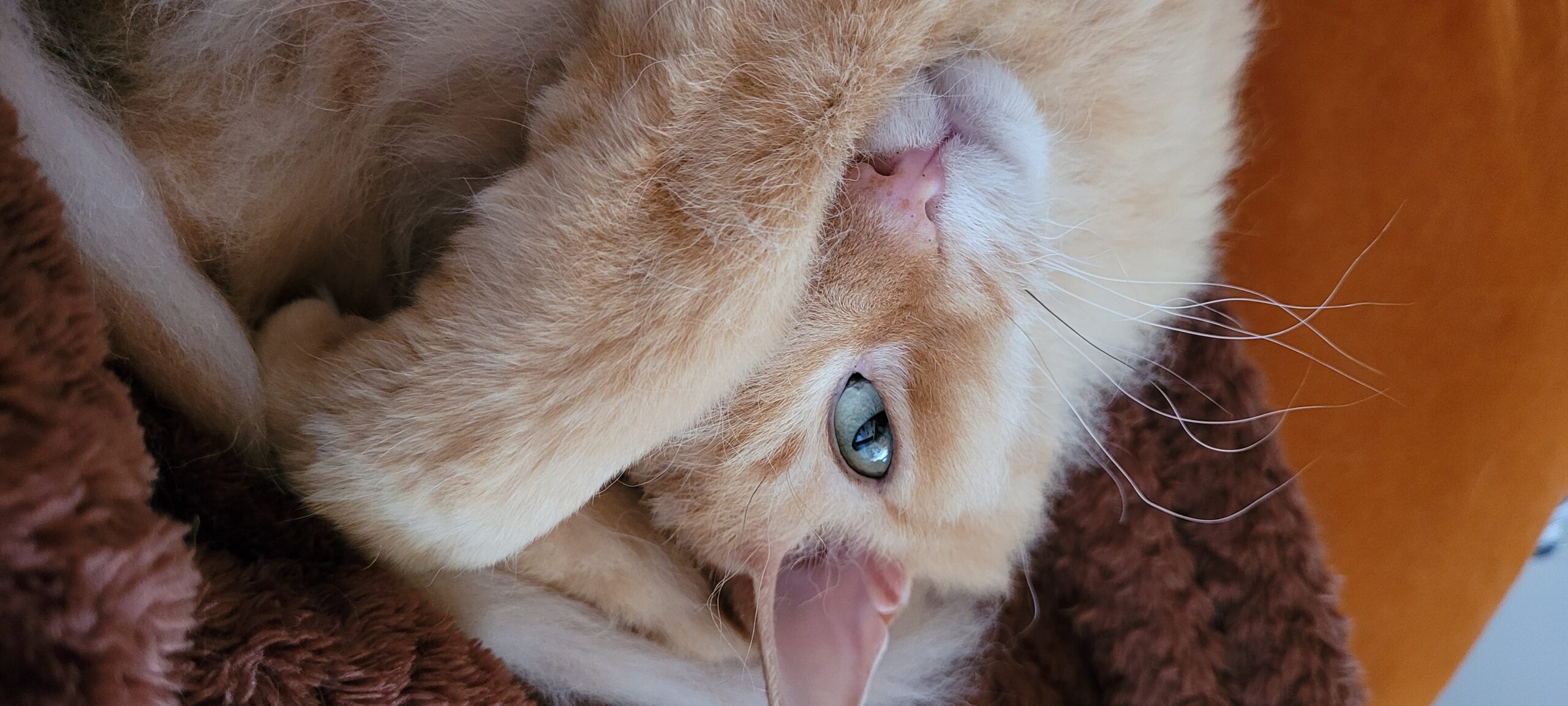 an orange cat covering one eye with a paw and looking at camera