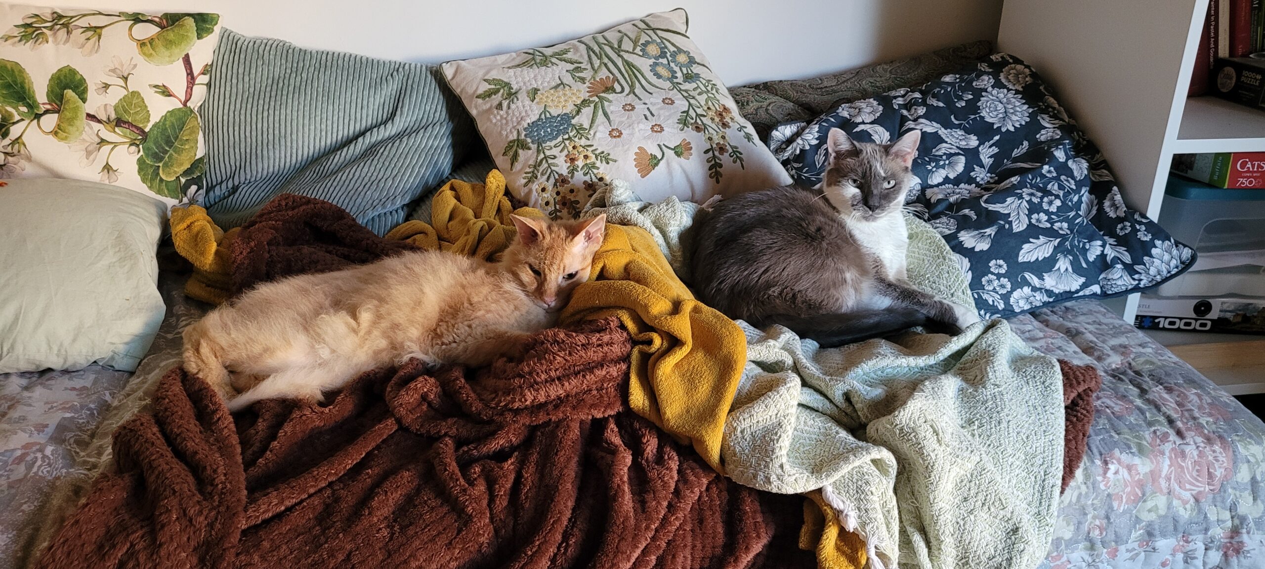 two cats lounging on a sofa with lots of blankets and pillows