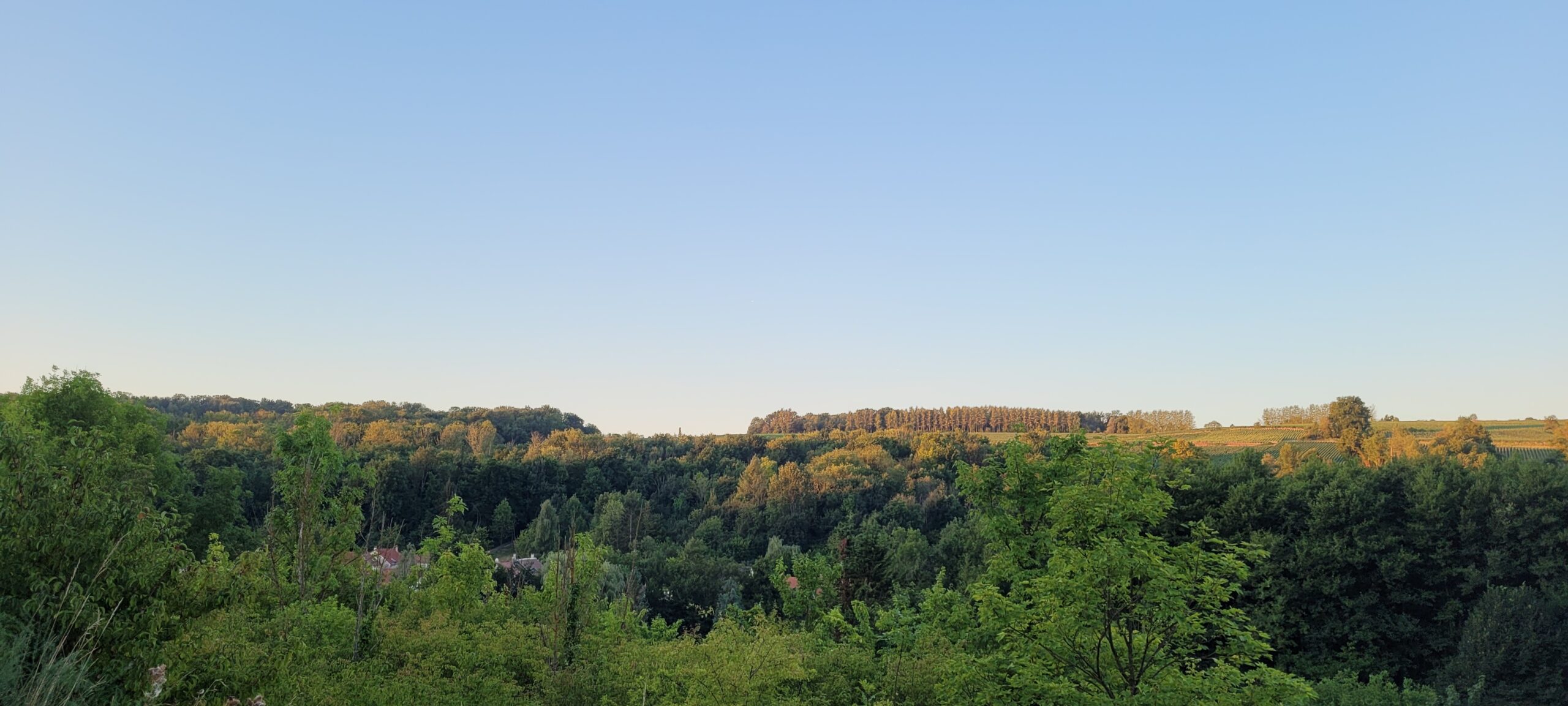 a hill of green trees at sunrise under blue sky