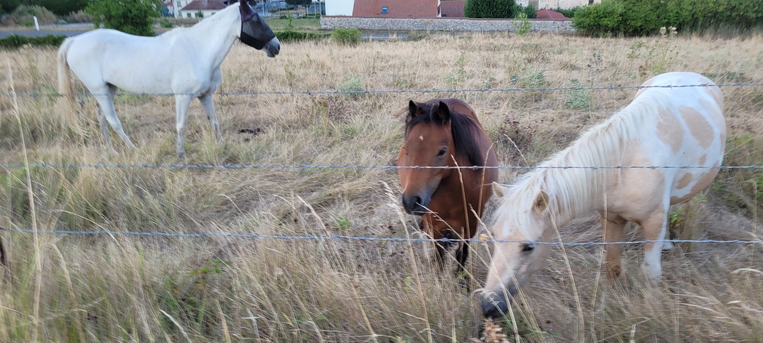 3 horses, one white and one brown close to fence/camera, a larger white horse a few steps behind them