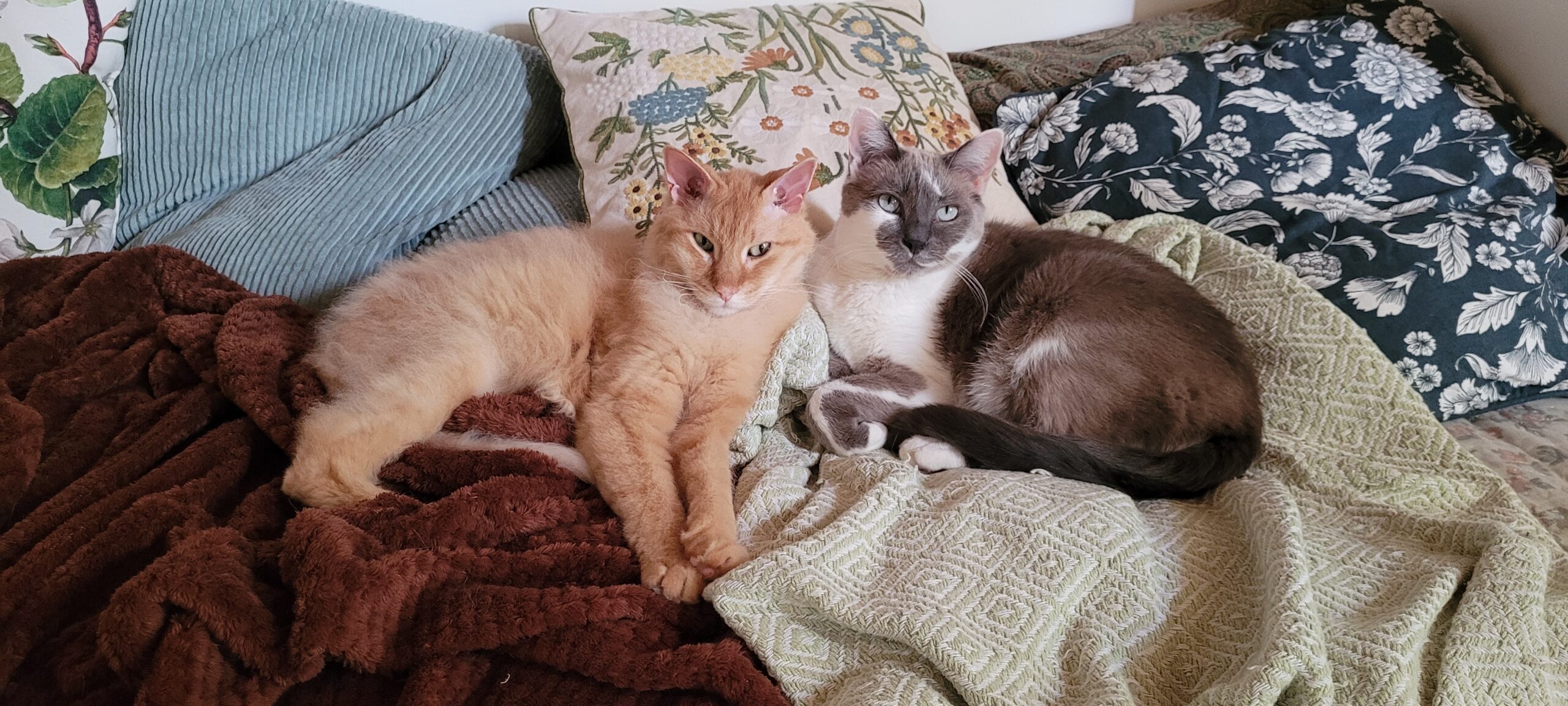 two cats lounging on a sofa with lots of blankets and pillows