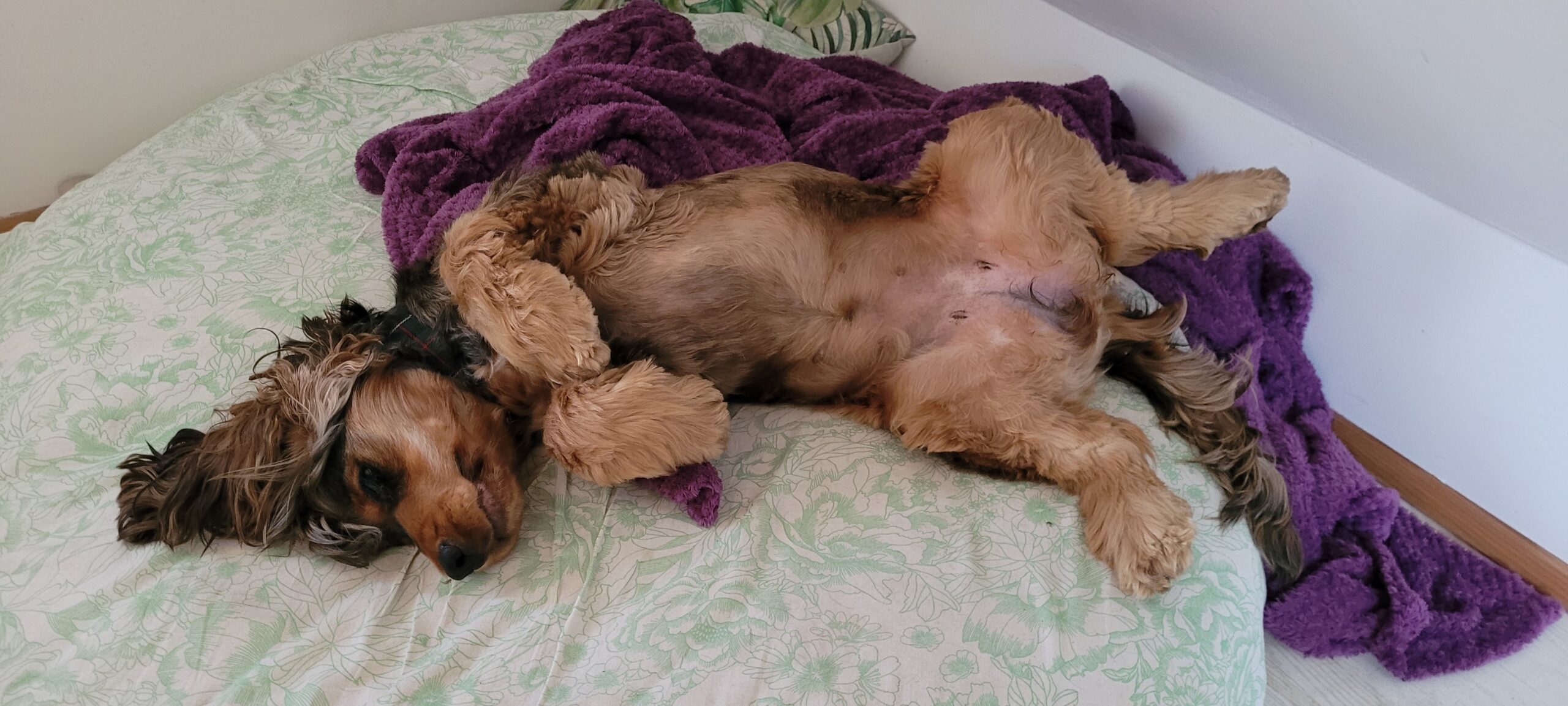 a cocker spaniel laying on her back