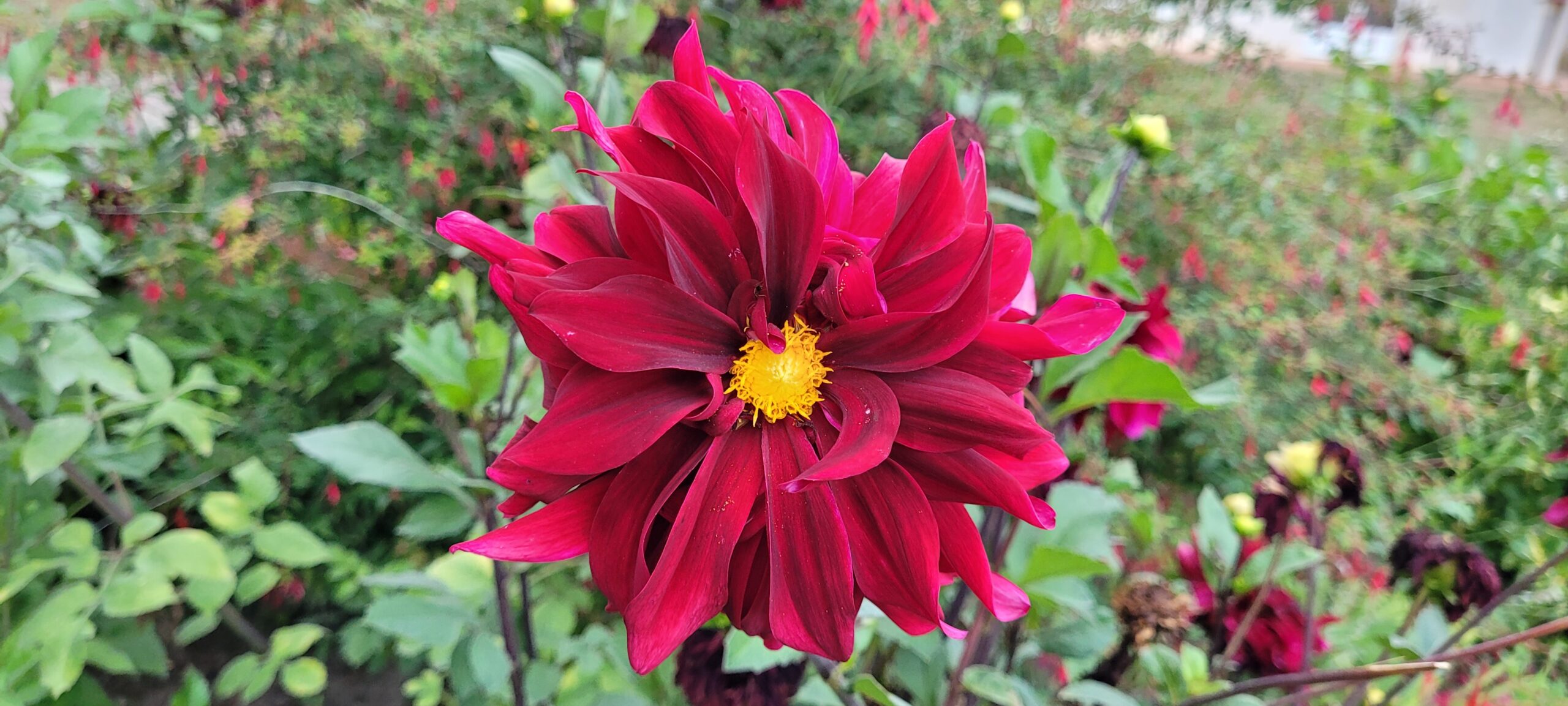 a dark red flower with yellow center