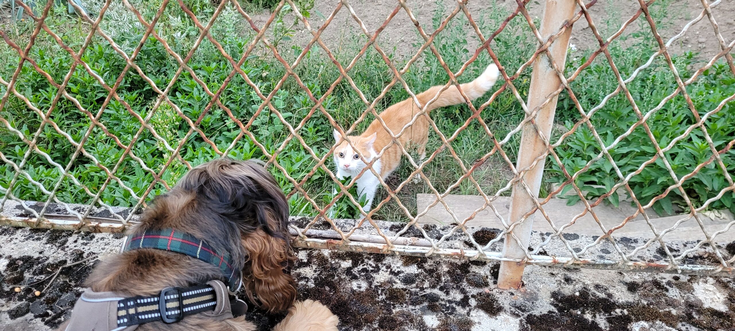 an orange and white cat behind a fence looking at a dog on the other side