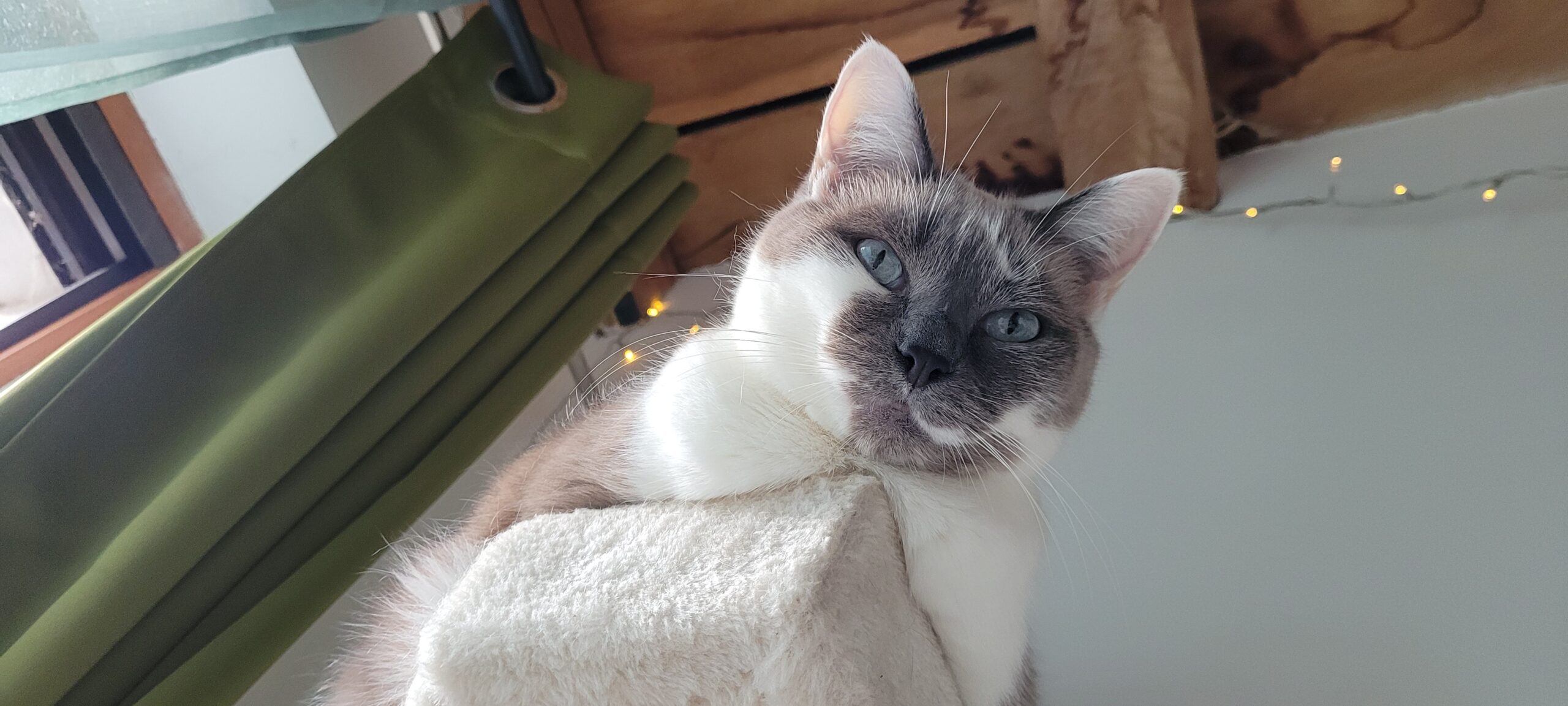 a grey and white cat looking down from a cat tree