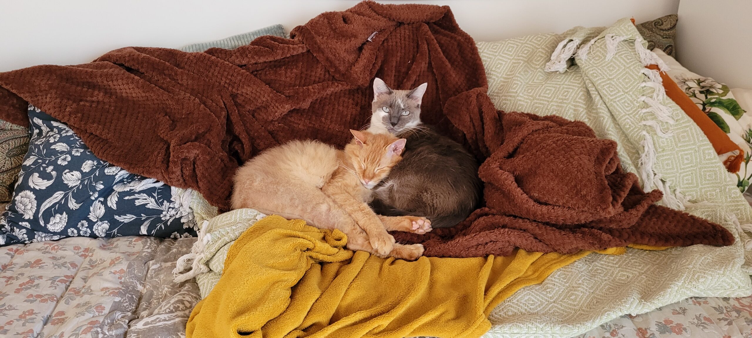 two cats cuddling in blankets