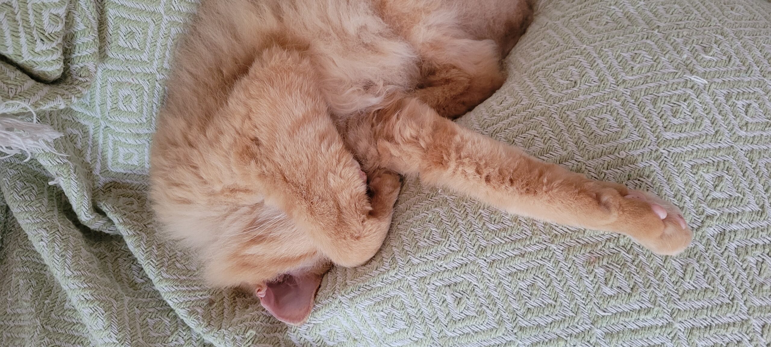 an orange cat sleeping while hiding his face with his paw