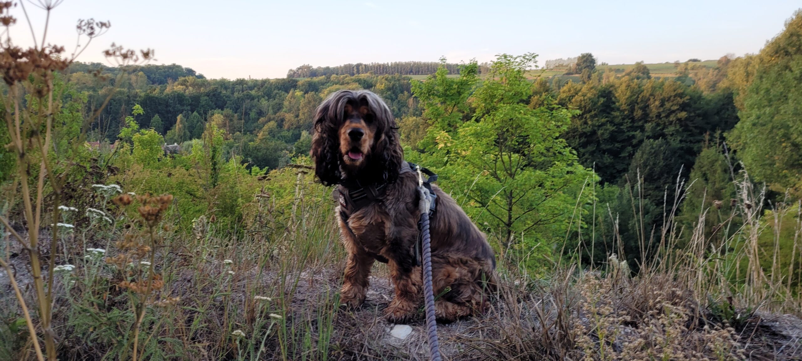 a cocker spaniel sitting on a hill, green trees behind her