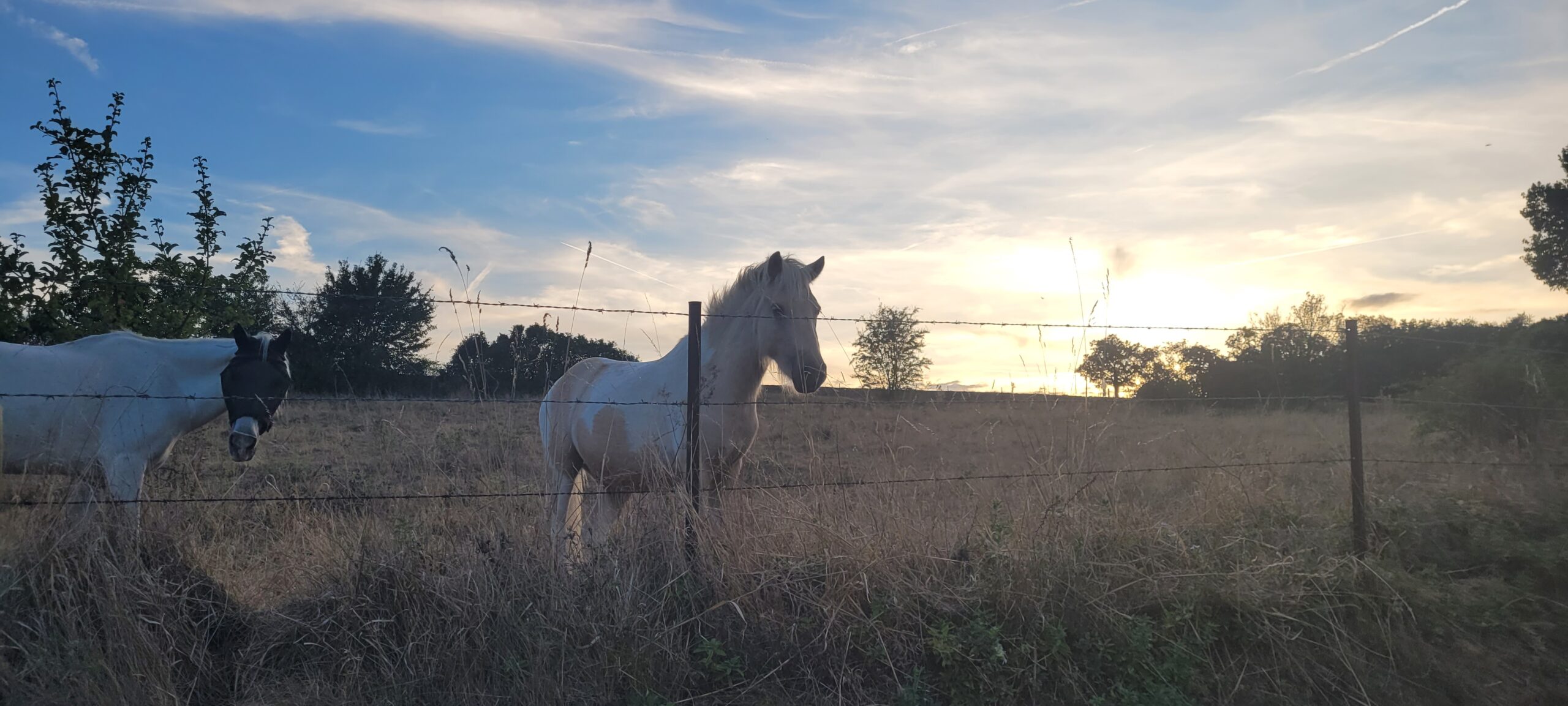 2 white horses behind fencing at sunset