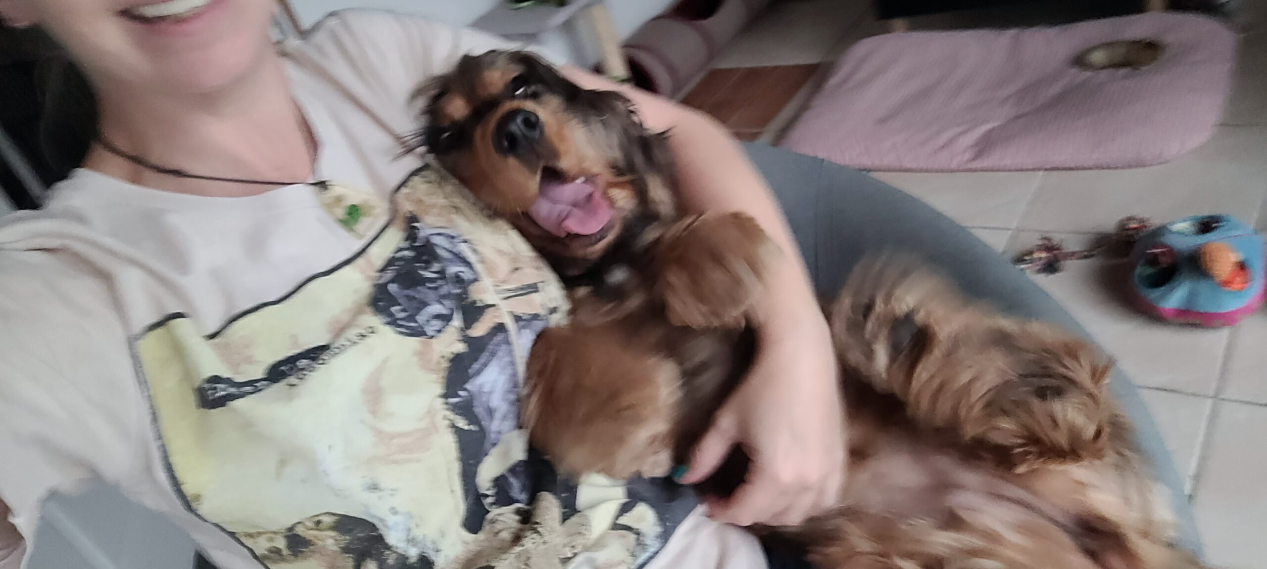 a cocker spaniel in an office chair with a person, having a good time, blurry selfie