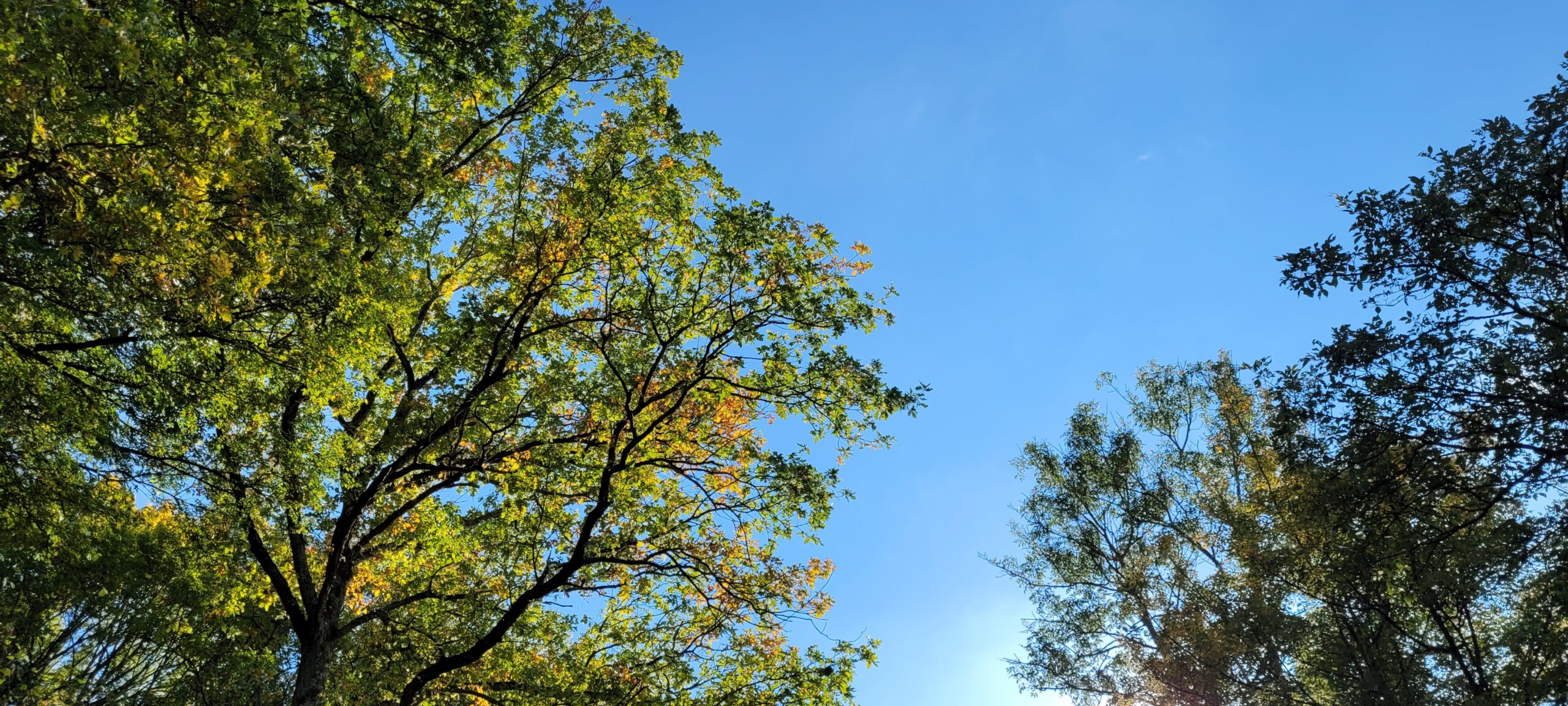 green trees on a blue sky