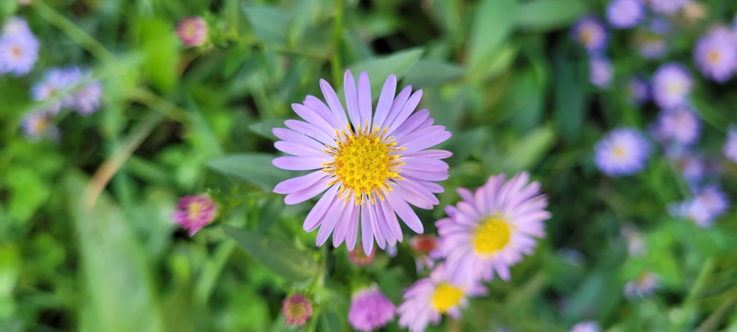 a light purple daisy-type flower