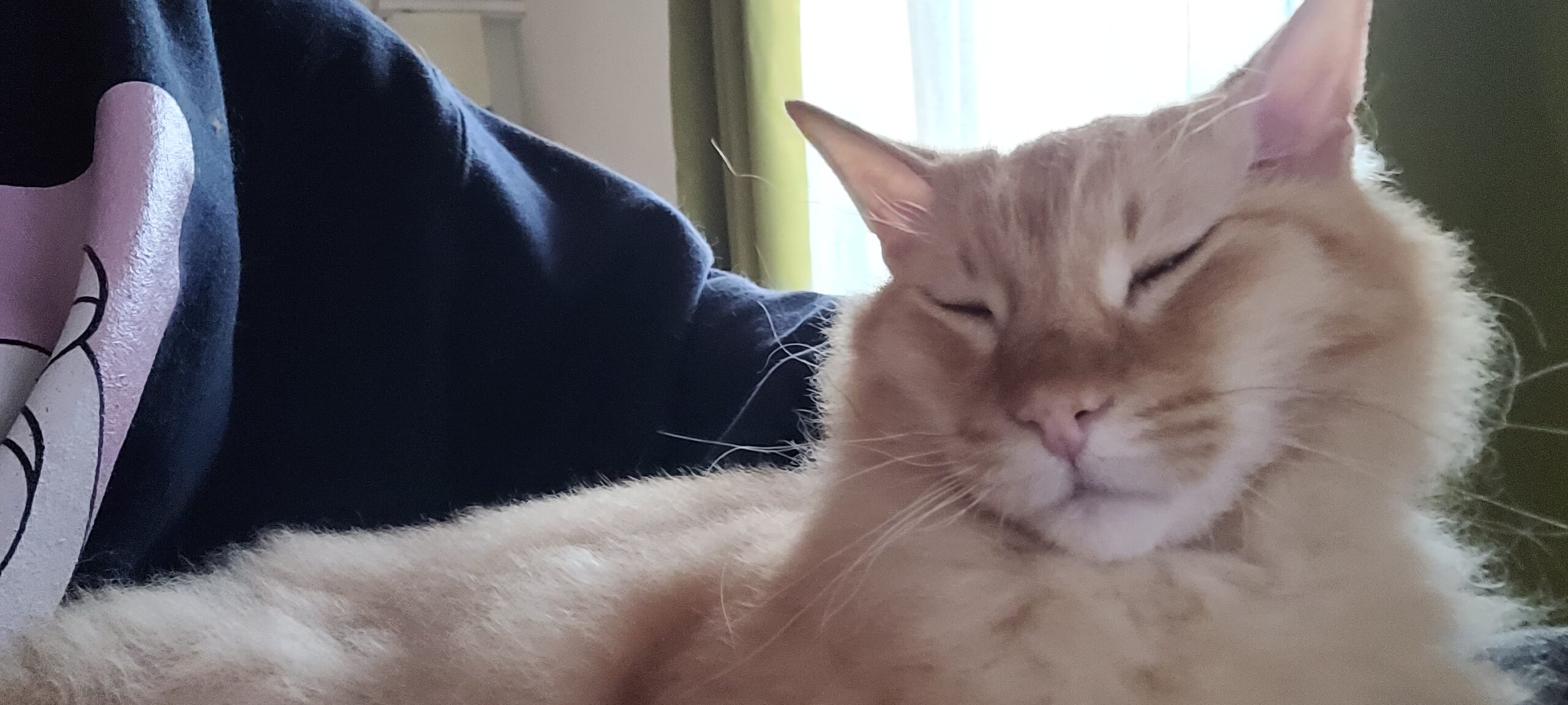 an orange cat relaxing on a lap