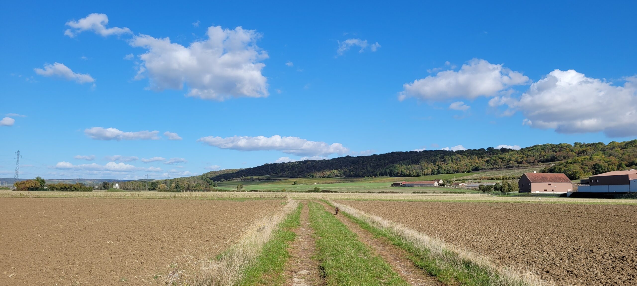 blue sky over farmland, a dog running down a path far ahead