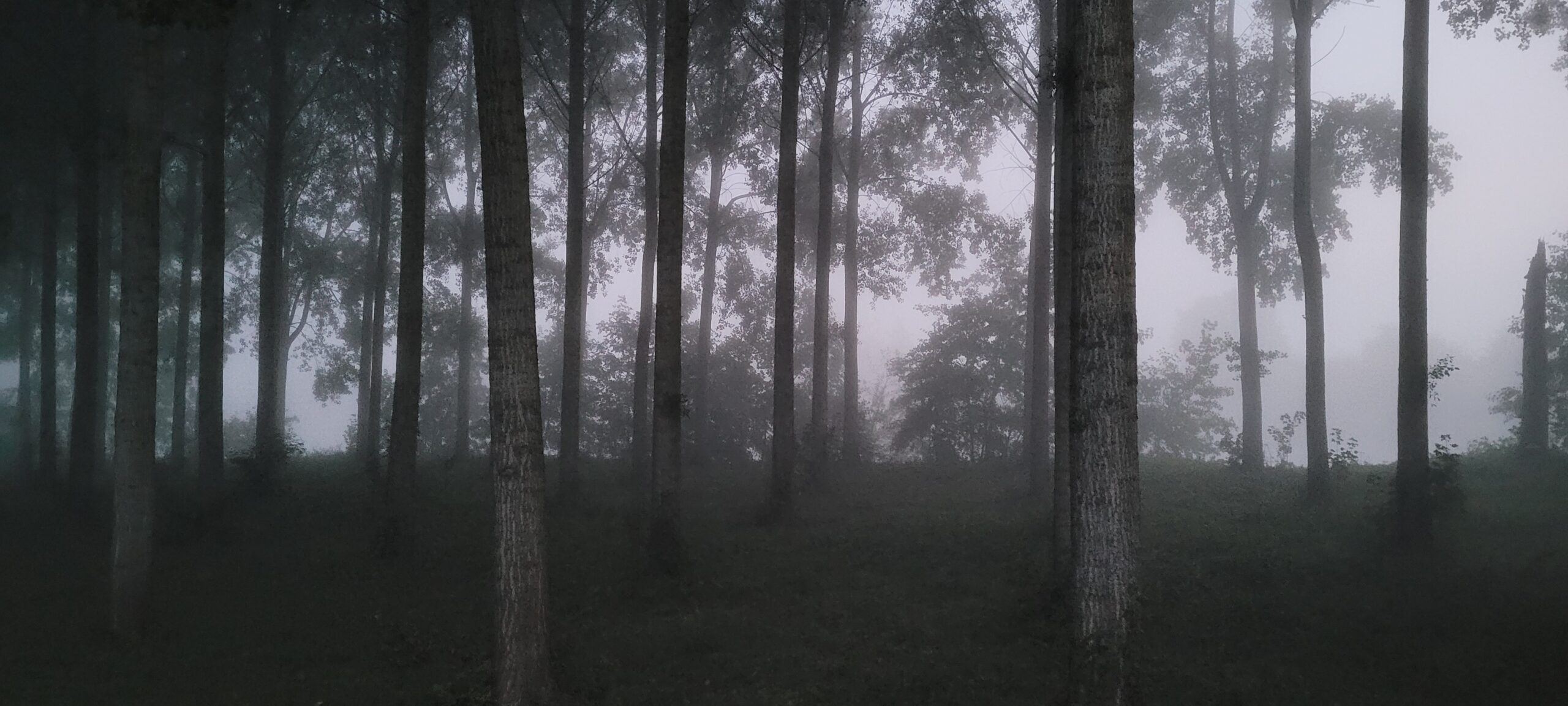 foggy trees before sunrise