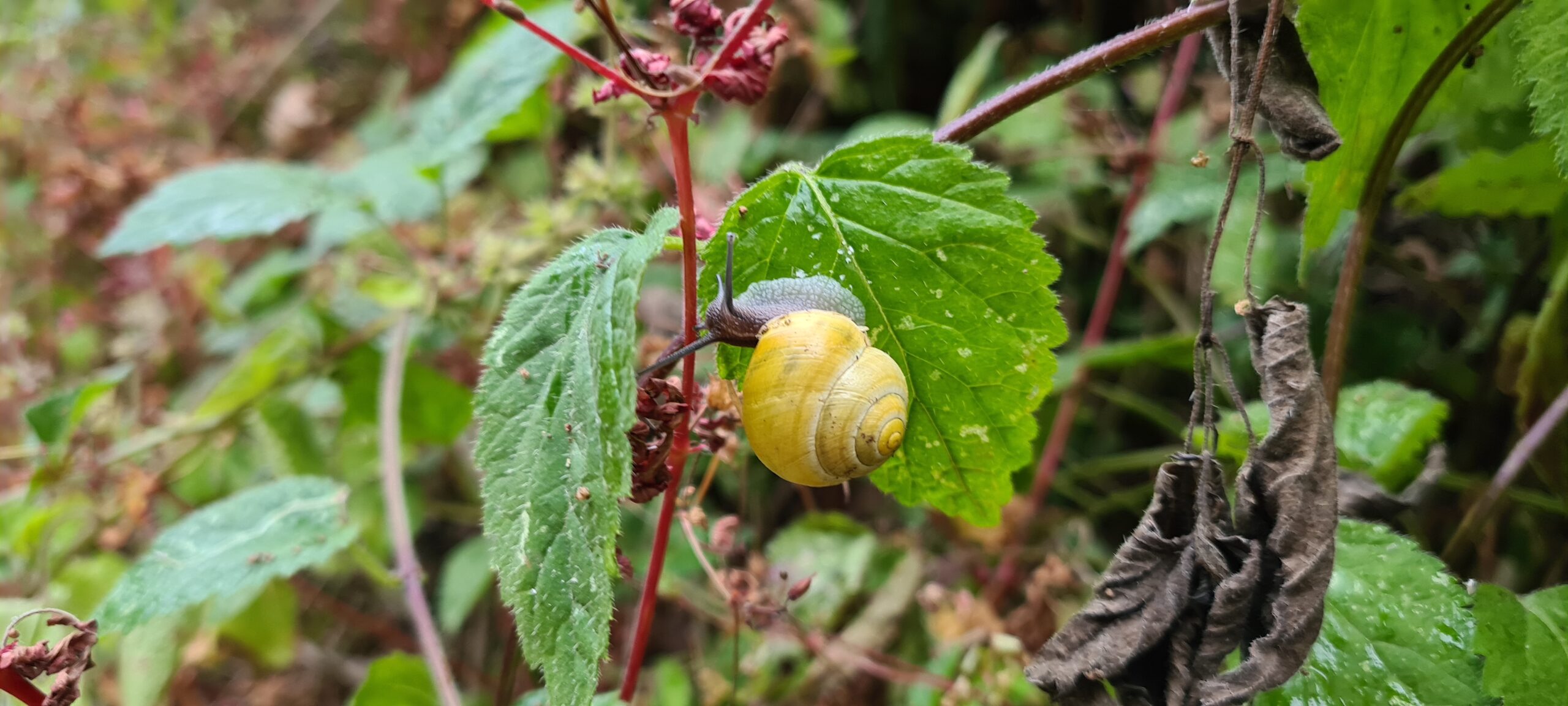 a yellow snail on a leaf