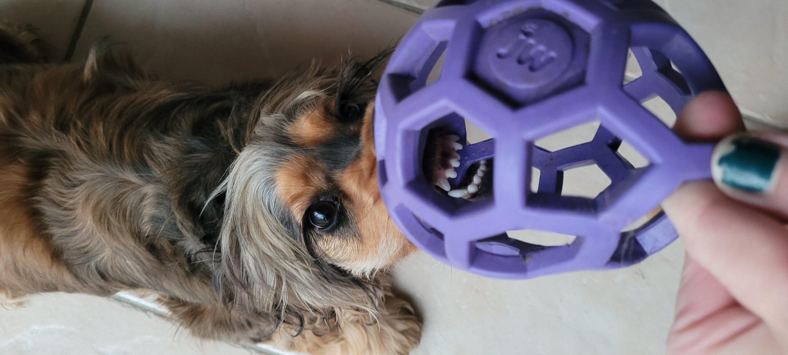 a cocker spaniel with her teeth showing holding a ball