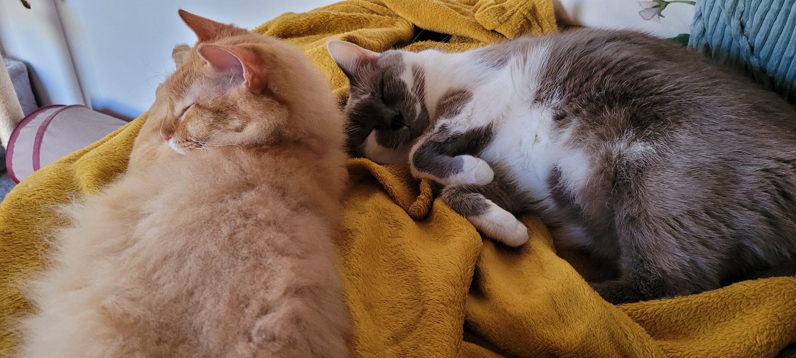 two cats snuggling on blankets