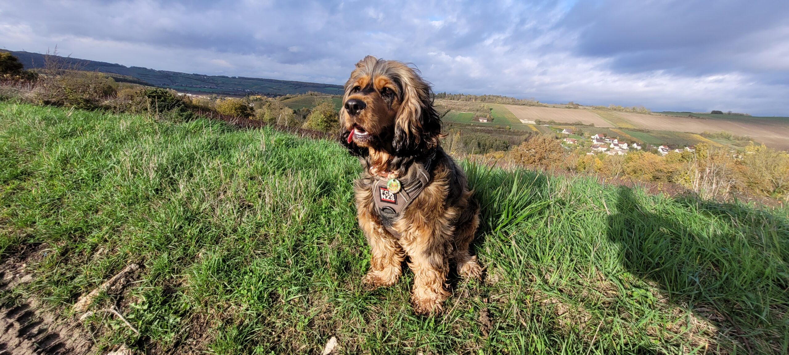 a cocker spaniel looking happy on a hill