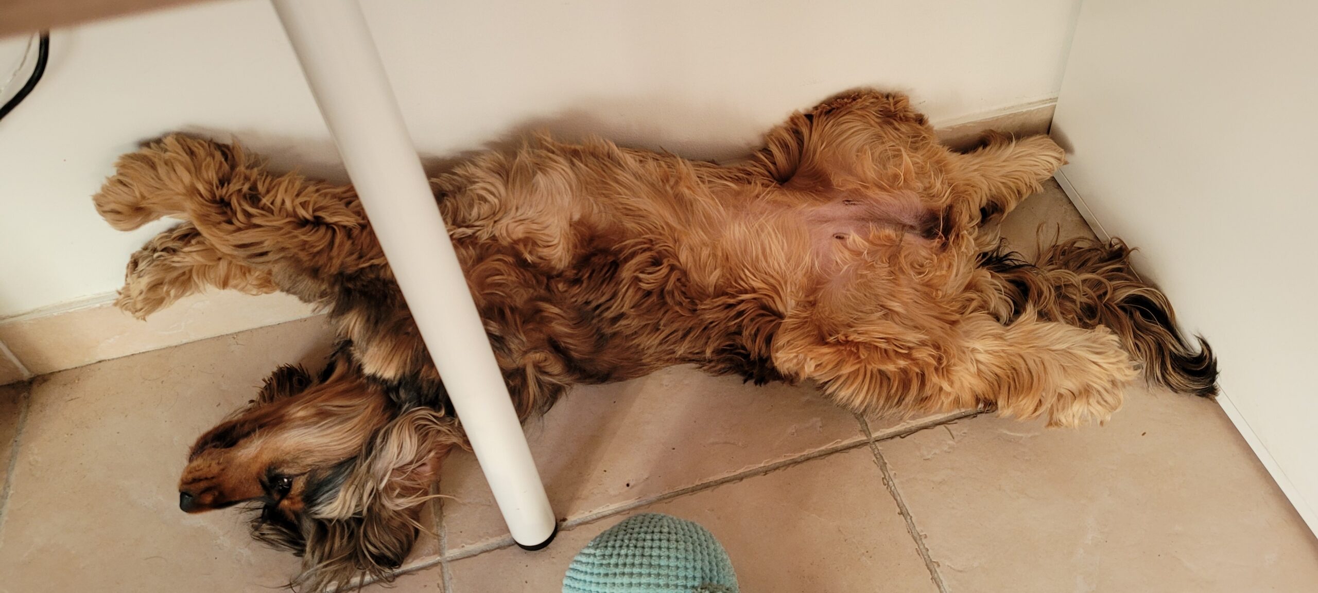 a dog stretched out under a desk