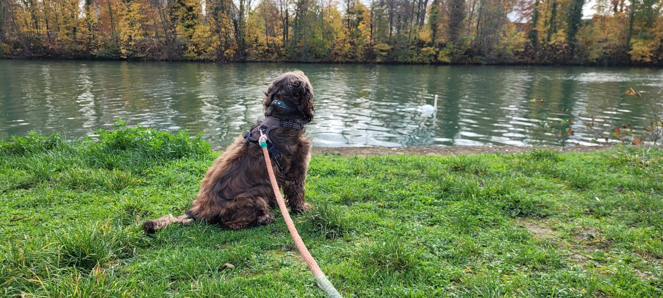 a cocker spaniel sitting by a river watching a swan swim by