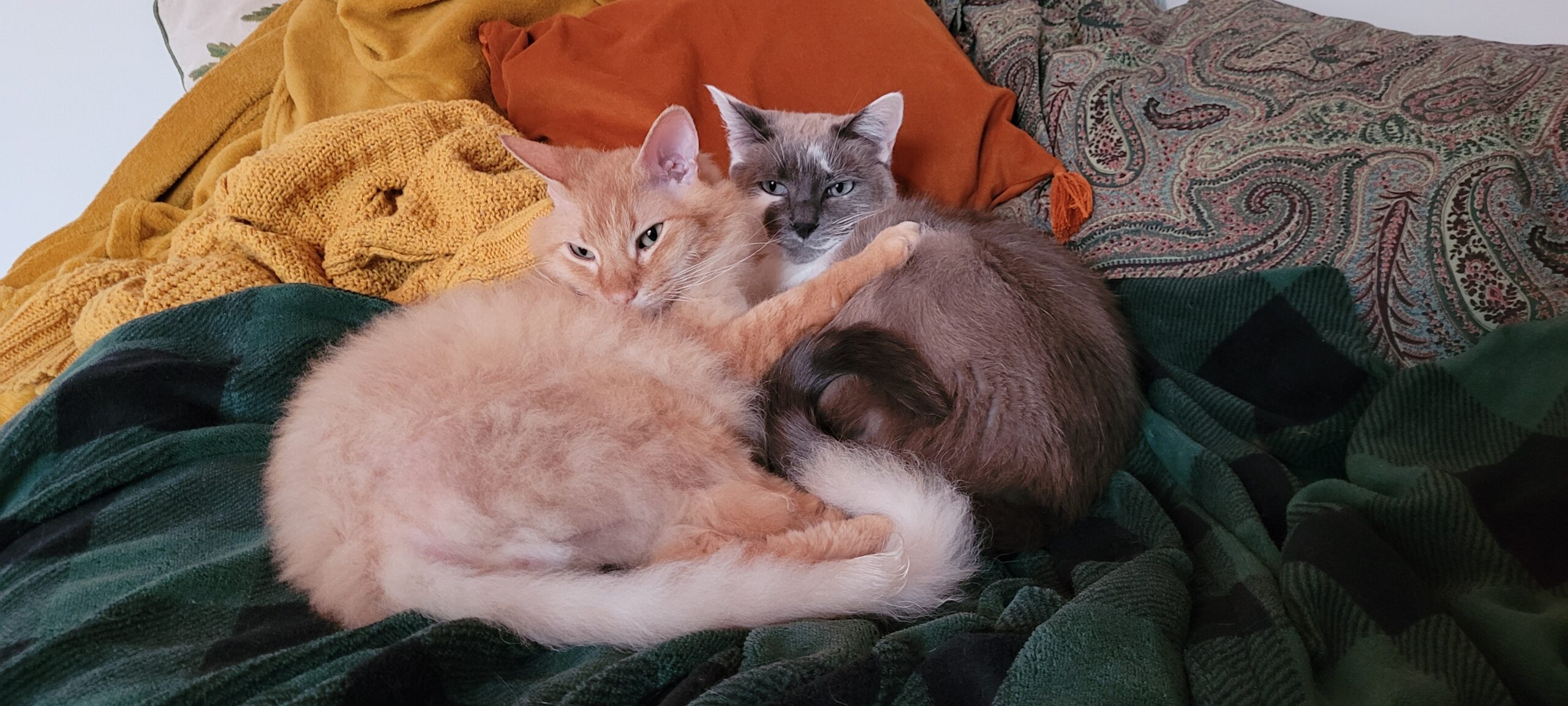 an orange cat and a grey and white cat snuggling together on blankets and pillows