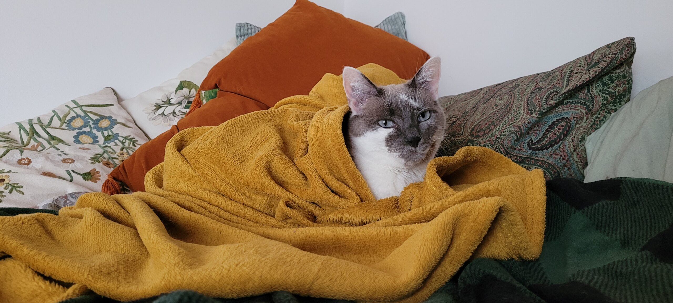 a grey and white cat snuggled ina yellow blanket