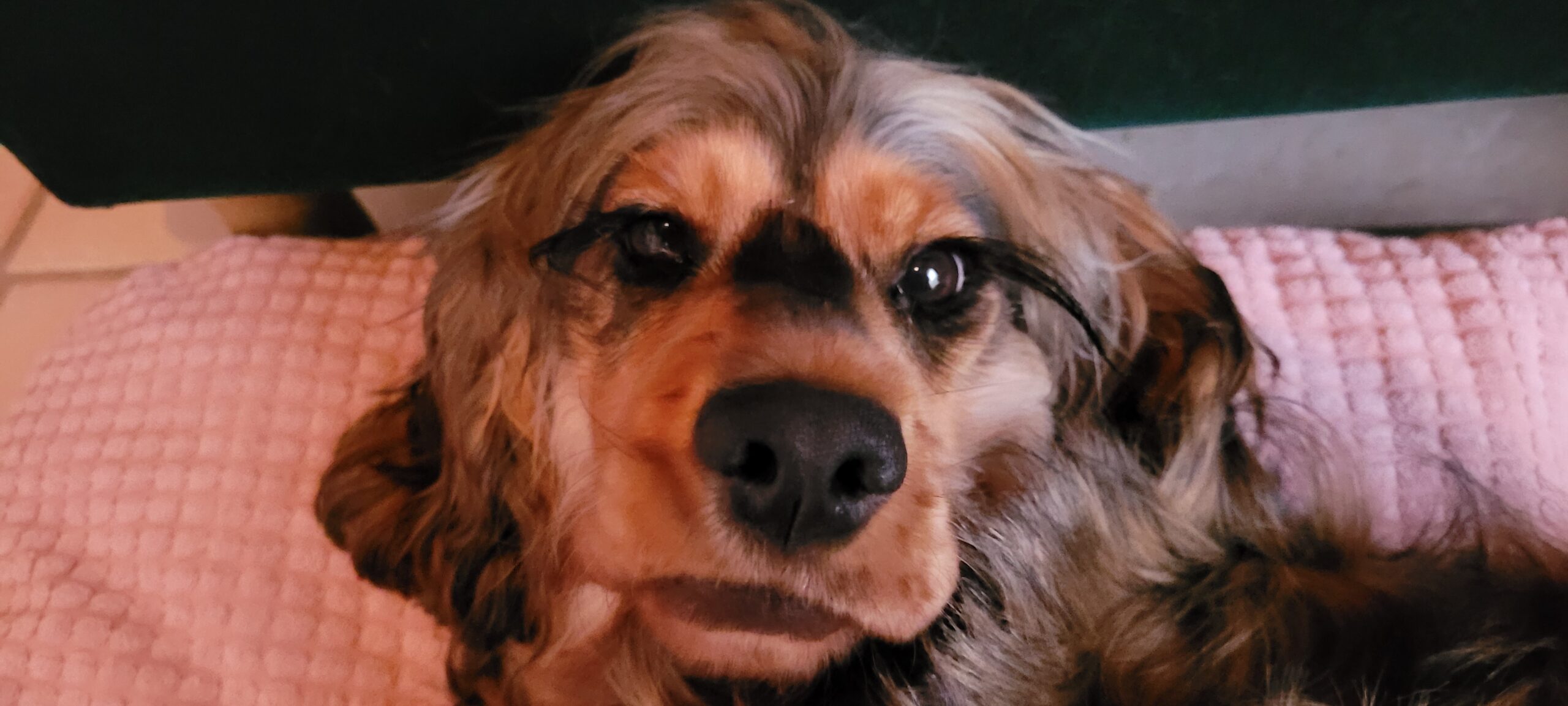 close up of a cocker spaniel face