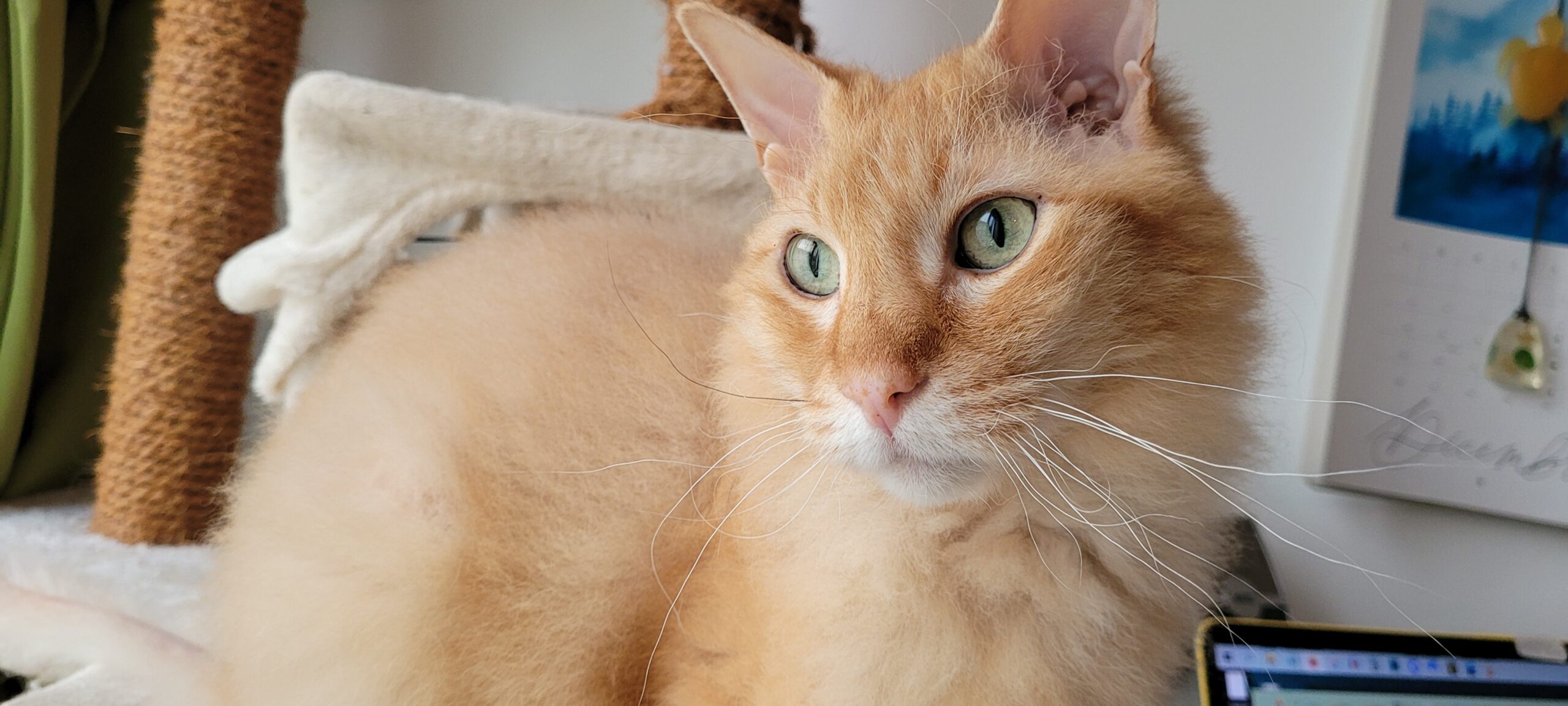 a half hairless orange cat with green eyes