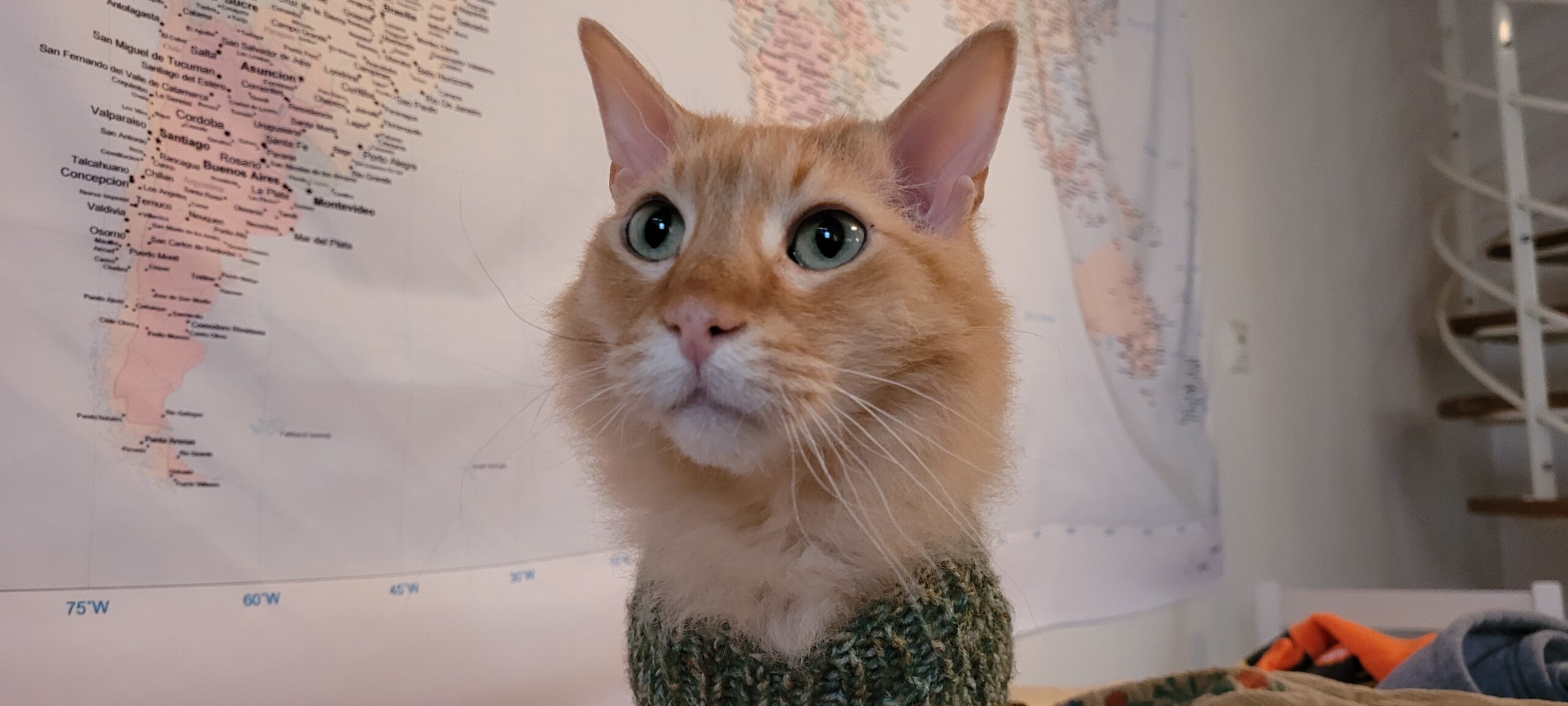 an orange cat wearing a sweater