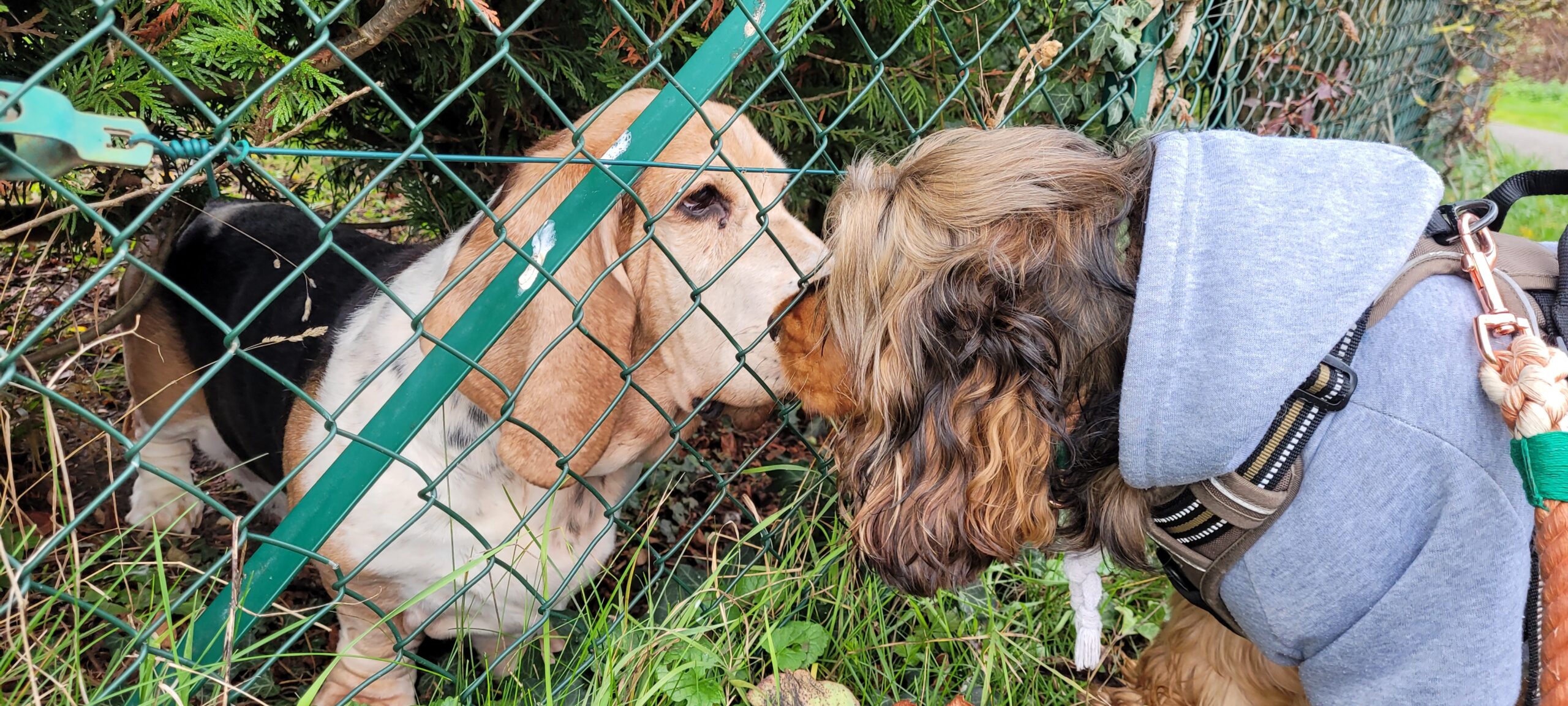 an old basset hound and a cocker spaniel touching noses through a chain link fence