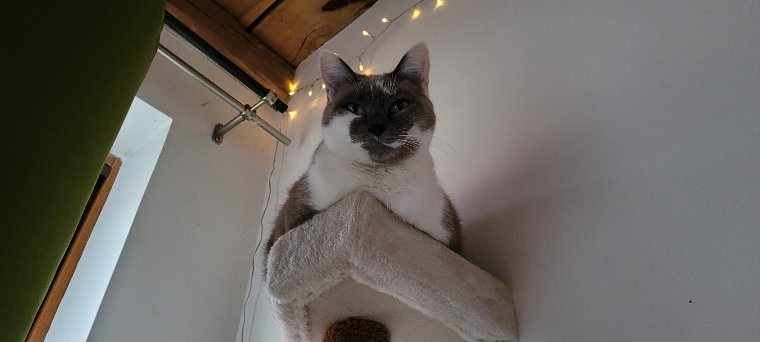 a grey and white cat on a cat tree, photographed from below