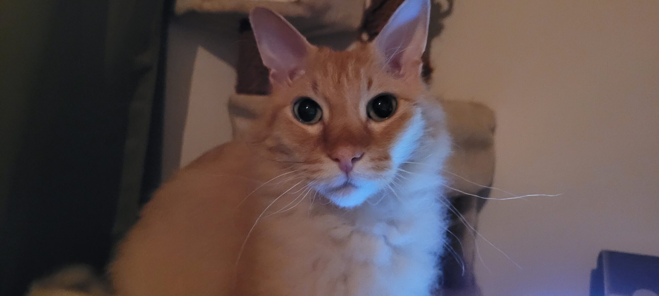 an orange fuzzy cat lit by computer screen, he stares into camera