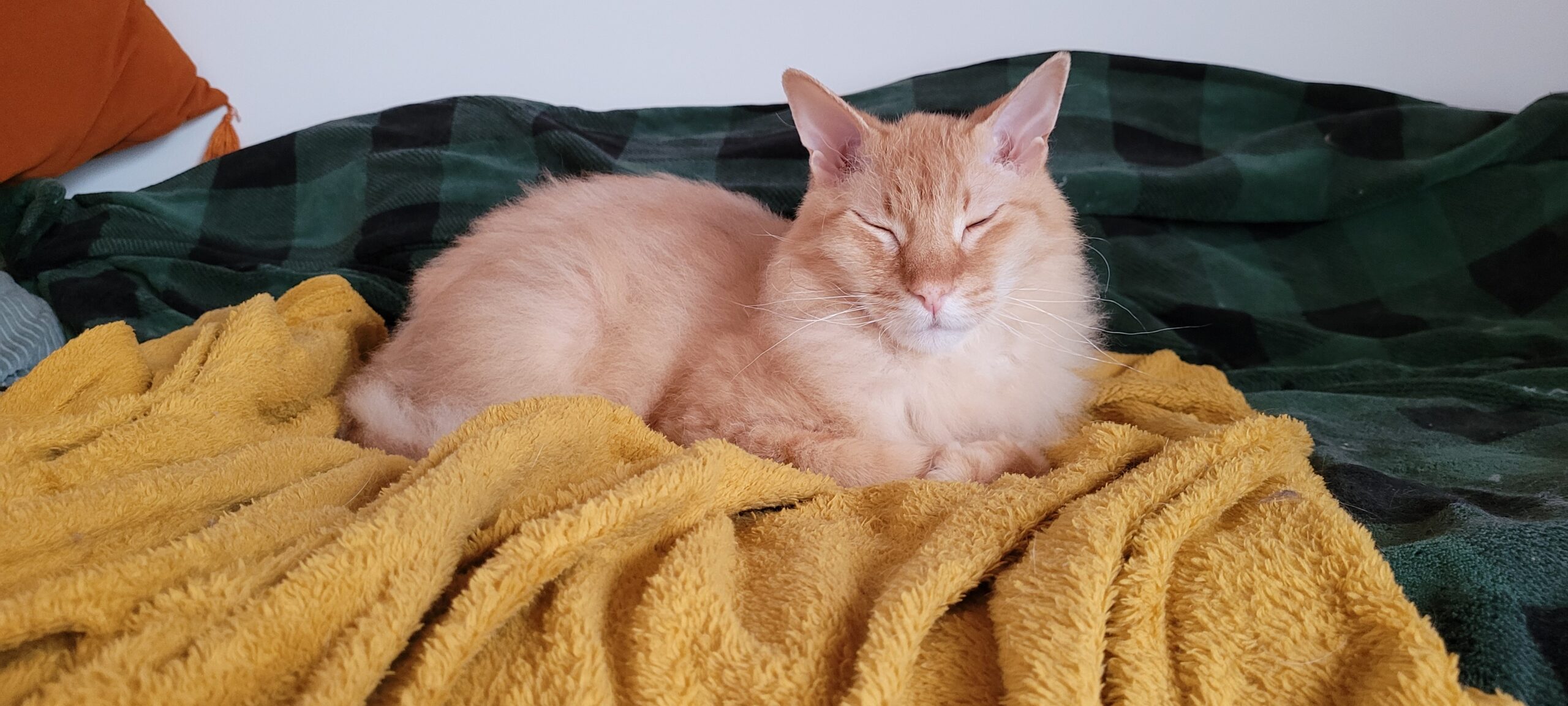 a half hairless orange cat on blankets looking comfy