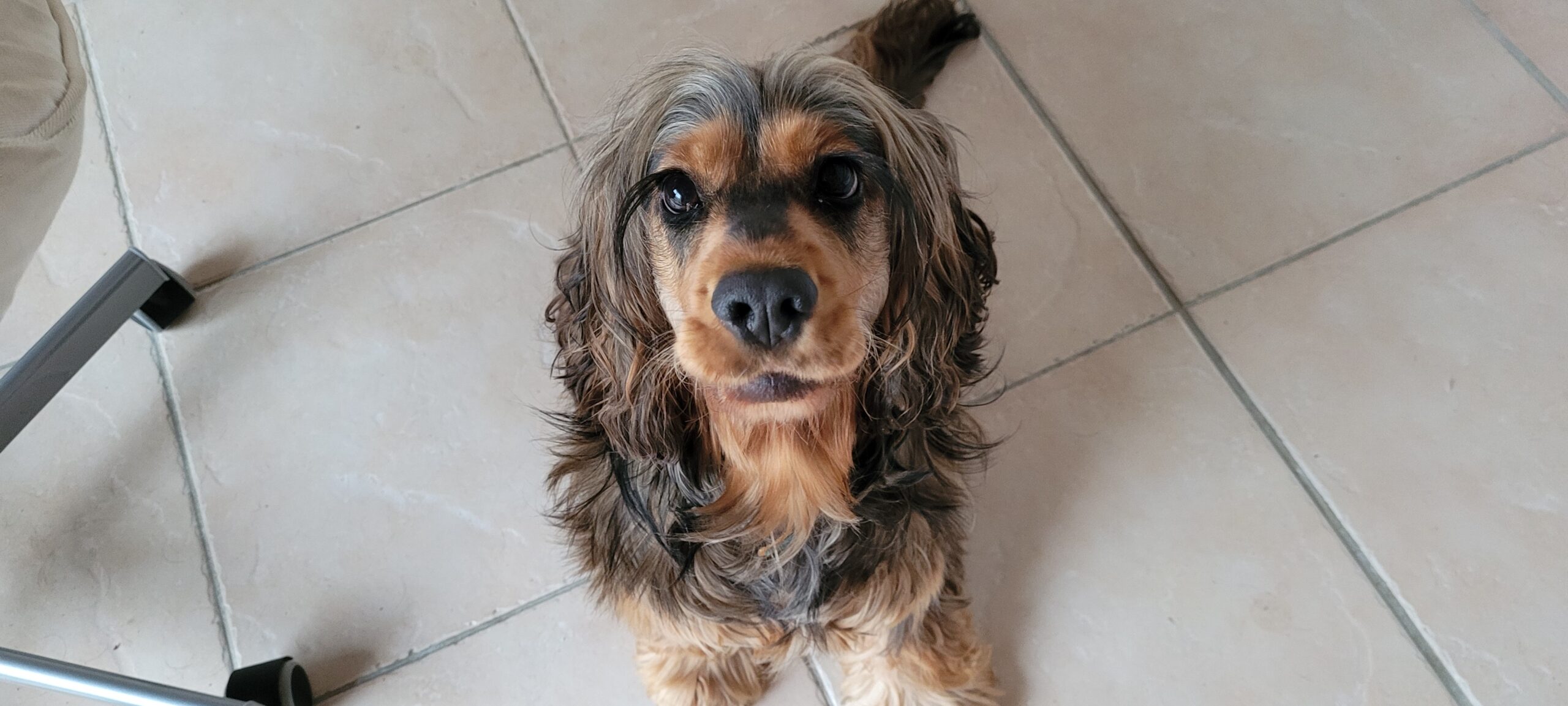 a black and tan cocker spaniel looking up at camera