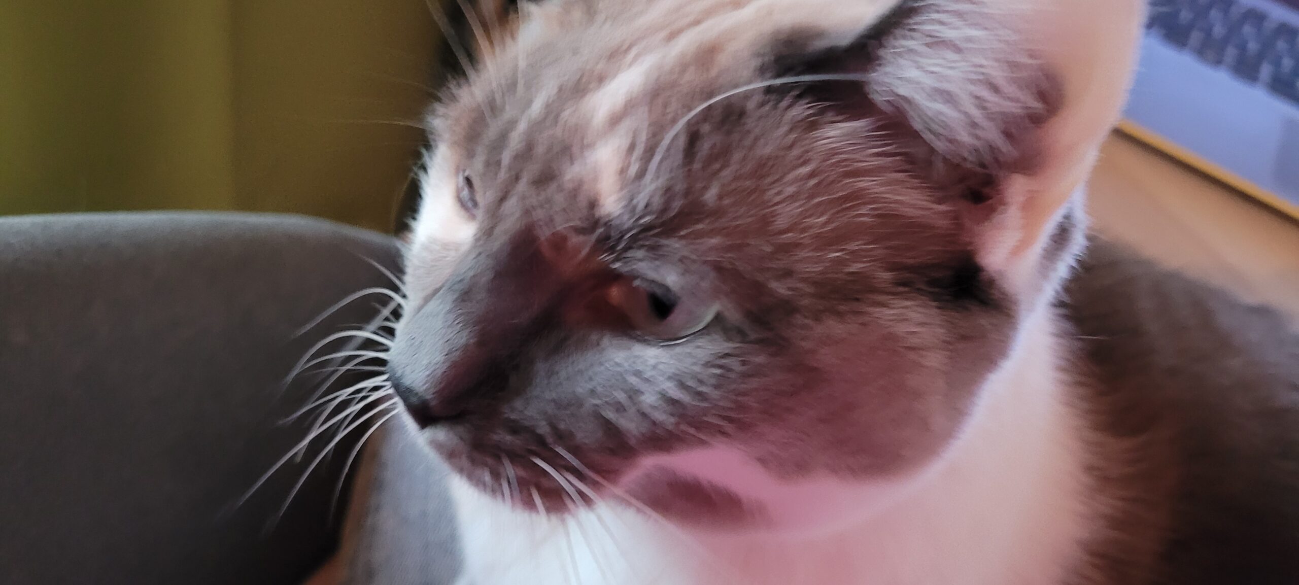 a grey and white cat closeup of face