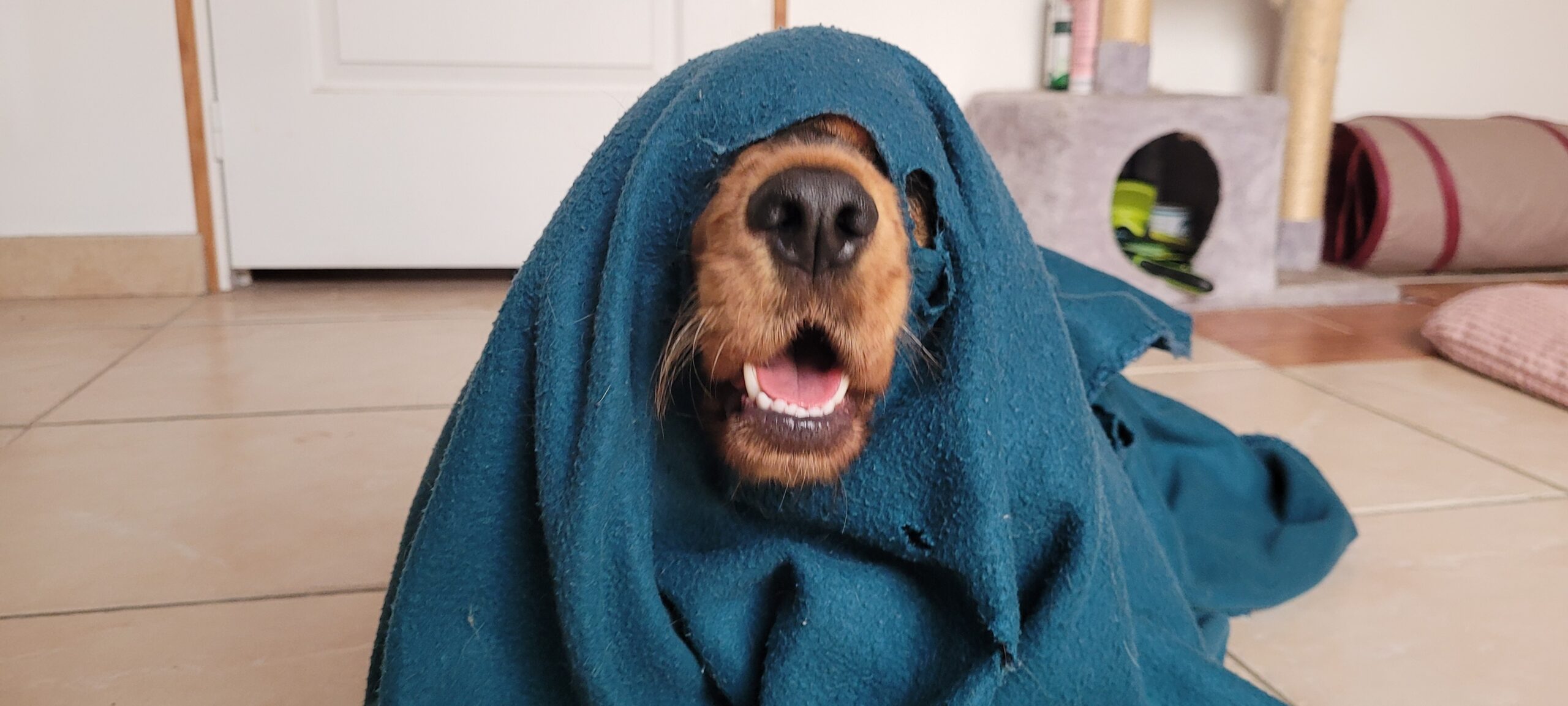 a dog with her face through a hole in a blanket