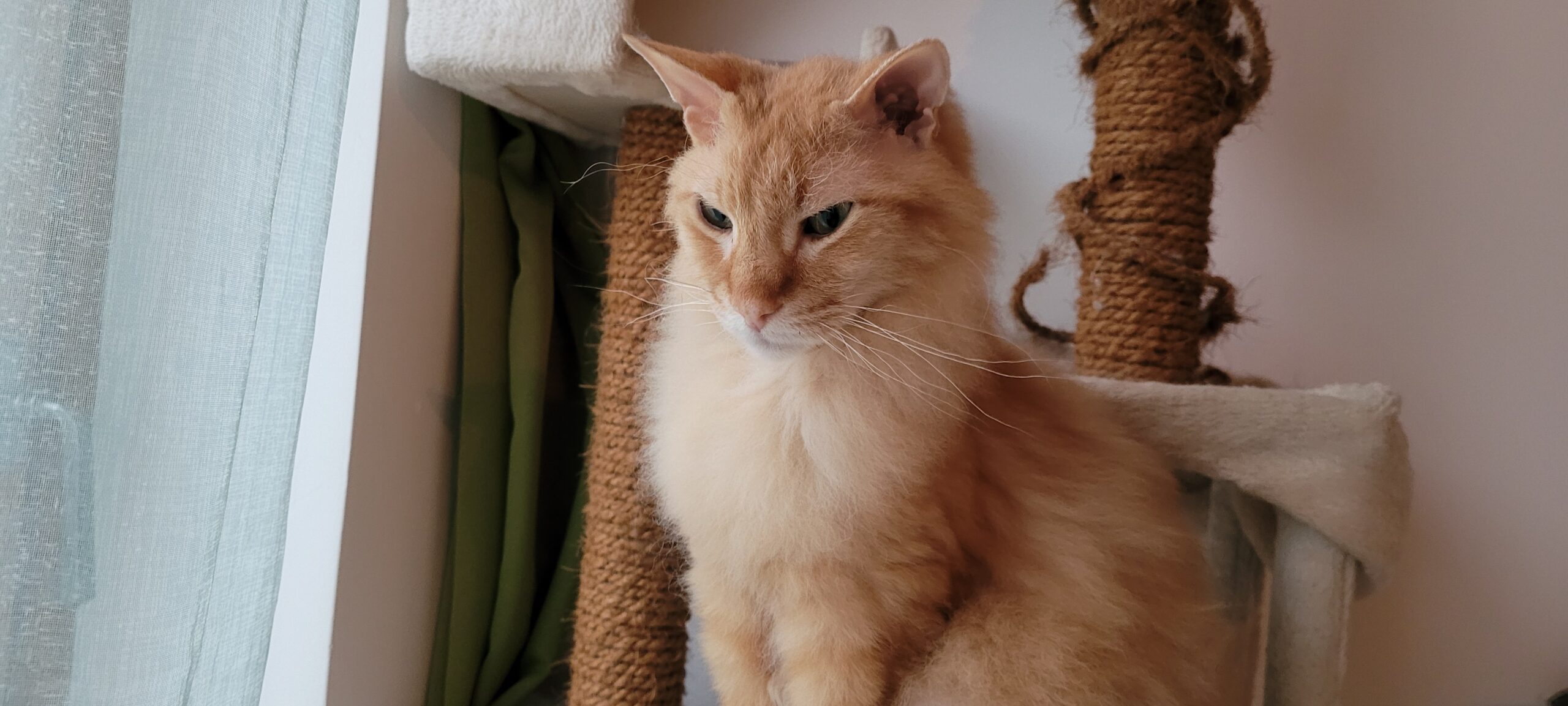 a fuzzy orange cat looking displeased